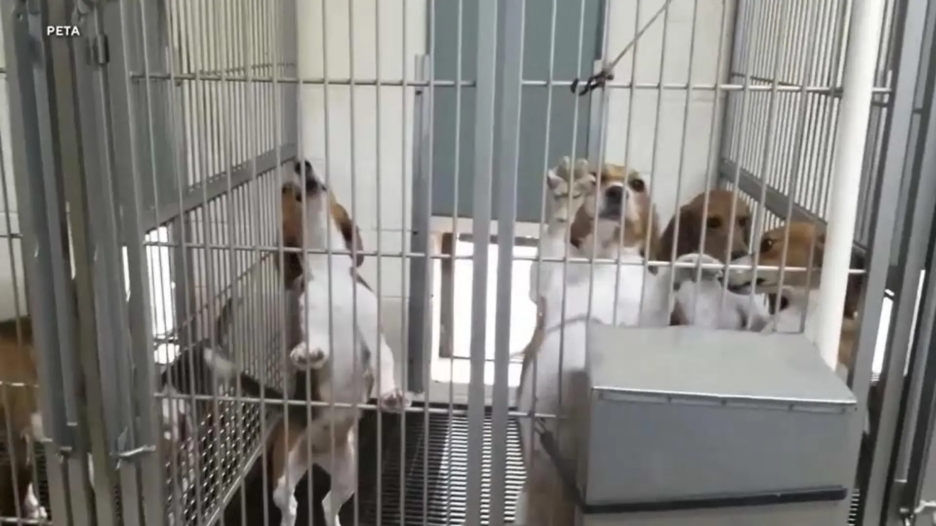 Im Juli 2022 wurden 4.000 Beagle aus einem Versuchslabor im US-Bundesstaat Virginia befreit.