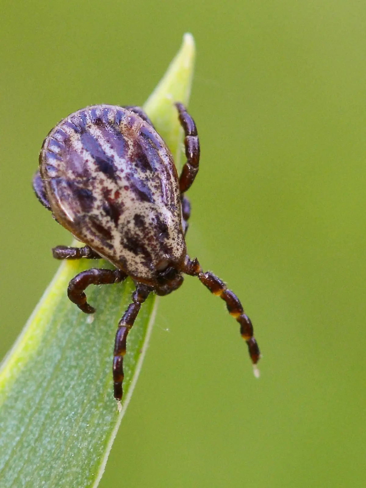 KORREKTUR: Abgebildet ist eine seltene Auwaldzecke (Dermacentor reticulatus). Sie ist Überträger der Hundemalaria und der Pferdepiroplasmose sowie des Q-Fiebers. ARCHIV - Eine Zecke auf einem Blatt am 28.04.2014 in einem Garten in Sieversdorf (Brandenburg). Zecken können Krankheiten wie Borreliose oder FSME übertragen. Allein in Deutschland gibt es etwa zehn Zeckenarten. Foto: Patrick Pleul/ZB (zu dpa «Weniger Borreliose-Fälle in Brandenburg» vom 07.01.2015) +++(c) ZB-FUNKREGIO OST - Honorarfrei nur für Bezieher des ZB-Regiodienstes+++