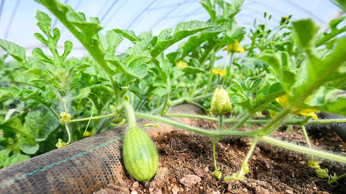 13.07.2023, Niedersachsen, Eickhorst: Eine noch kleine Wassermelone wächst in einem Folientunnel vom Eickenhofer Spargelreich im Landkreis Gifhorn. Wassermelonen müssen nicht zwangsläufig aus dem Süden stammen - auch in Niedersachsen werden die Früchte angebaut. Das Eickenhofer Spargelreich im Landkreis Gifhorn versucht sich in dieser Saison zum ersten Mal an den exotischen Früchten. Foto: Julian Stratenschulte/dpa +++ dpa-Bildfunk +++
