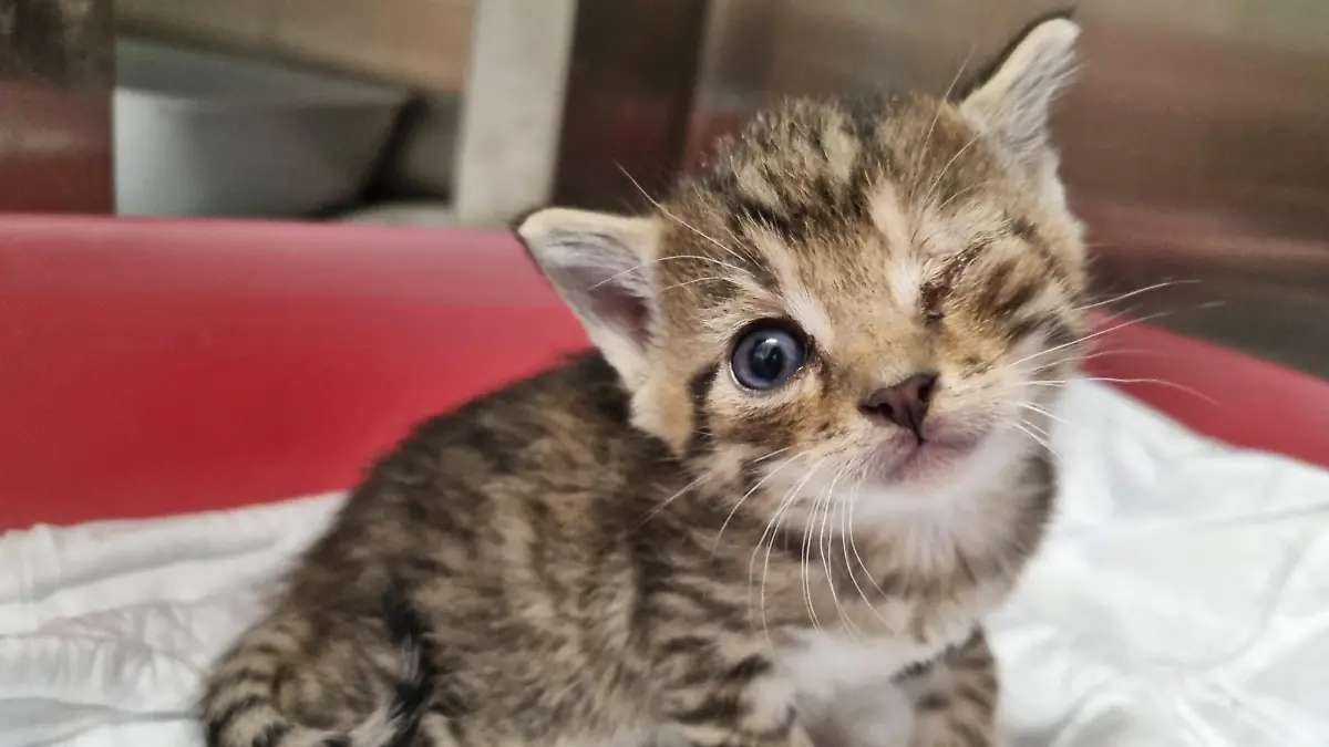 5 Wochen altes Katzenbaby hat entzündetes Auge