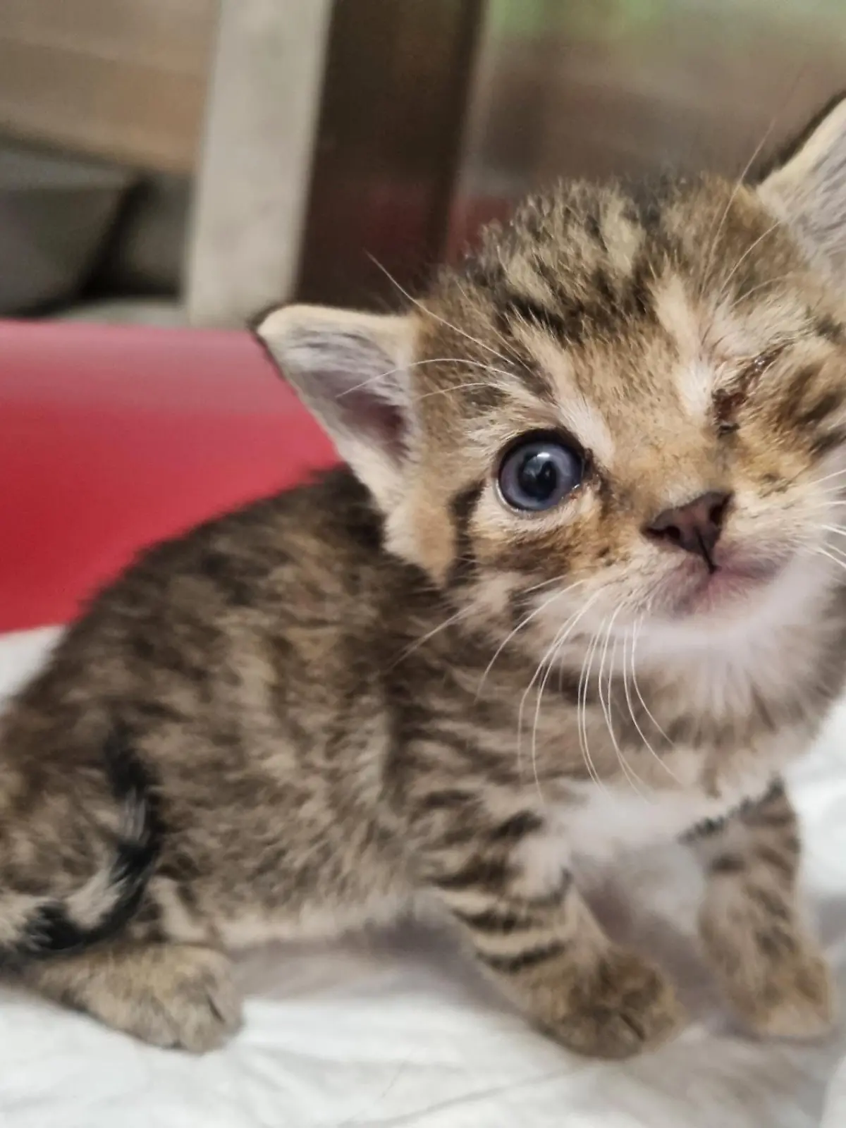 5 Wochen altes Katzenbaby hat entzündetes Auge