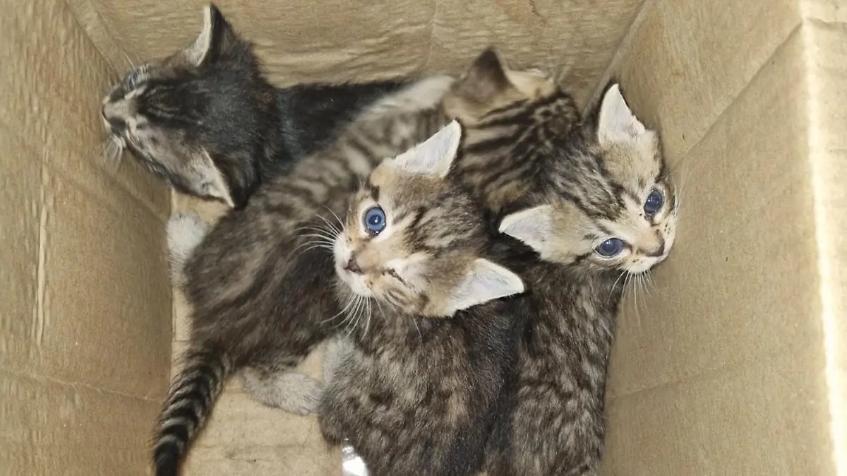 Vier Katzenbabys allein zurückgelassen in einem Karton.