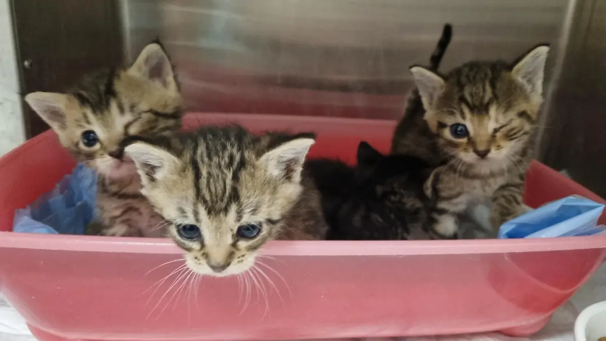 Die vier Katzenbabys werden im Tierheim Mühlhausen aufgepäppelt.