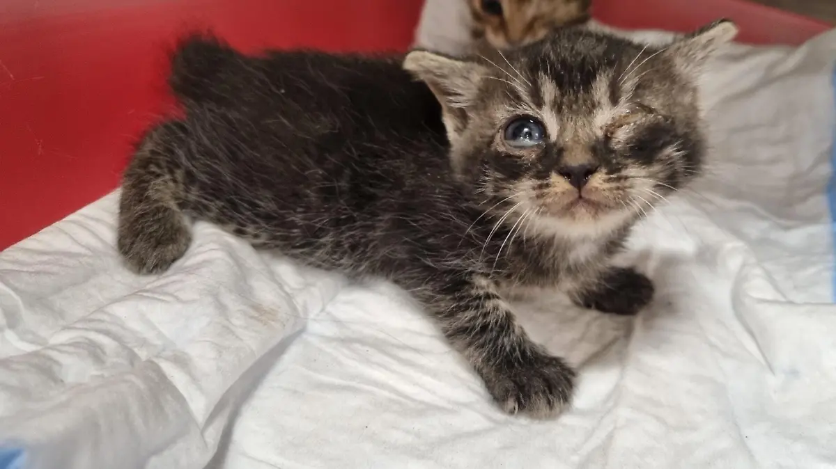 Das Katzenbaby mit stark verklebten Augen.