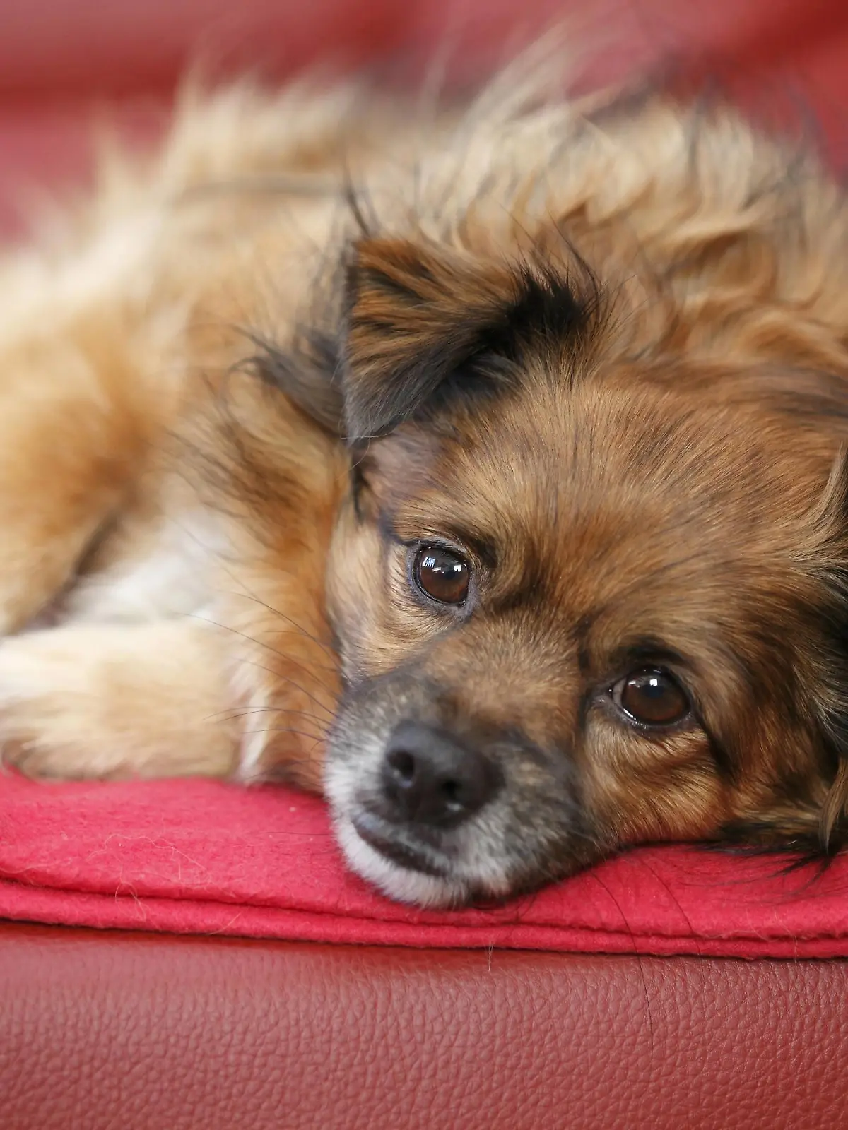 Mischlingshund (Canis lupus f. familiaris), 5-jaehriger Mischling liegt auf einem Sofa und schaut in die Kamera | mixed breed dog (Canis lupus f. familiaris), 5 years old individual lying on a sofa | Verwendung weltweit