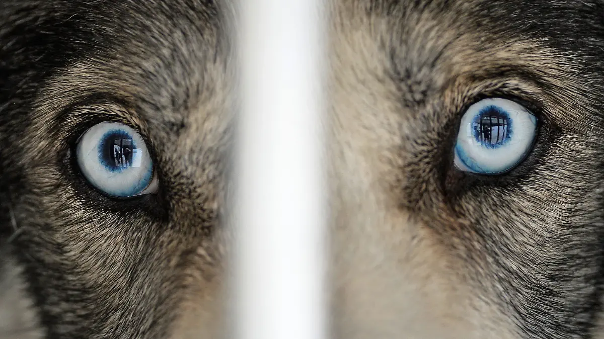 Ein Husky mit blauen Augen schaut aus einer Transportbox am 30.01.2016 beim Internationalen Schlittenhunde-Rennen in Todtmoos im Schwarzwald. Foto: Winfried Rothermel