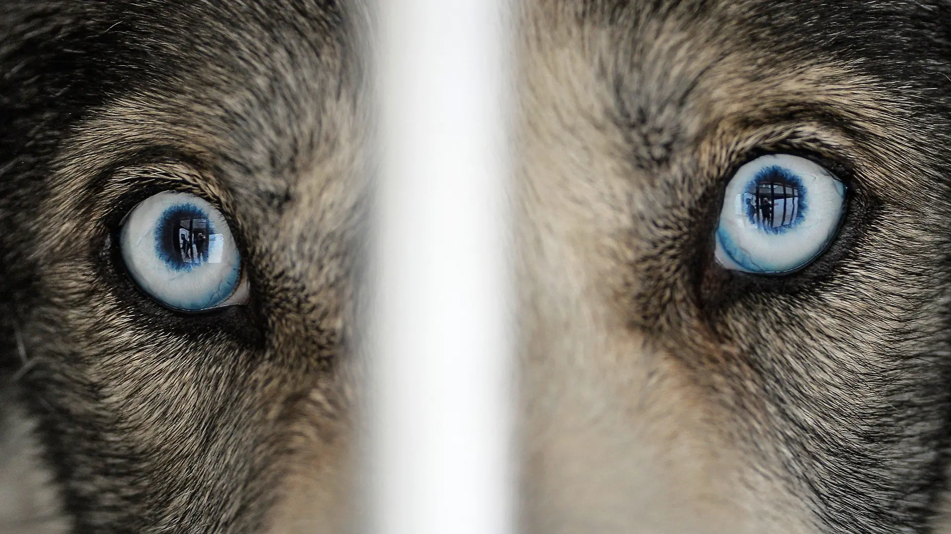 Ein Husky mit blauen Augen schaut aus einer Transportbox am 30.01.2016 beim Internationalen Schlittenhunde-Rennen in Todtmoos im Schwarzwald. Foto: Winfried Rothermel