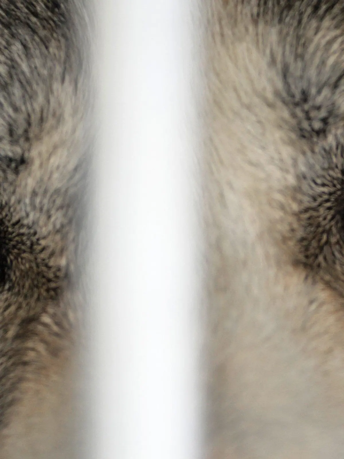 Ein Husky mit blauen Augen schaut aus einer Transportbox am 30.01.2016 beim Internationalen Schlittenhunde-Rennen in Todtmoos im Schwarzwald. Foto: Winfried Rothermel