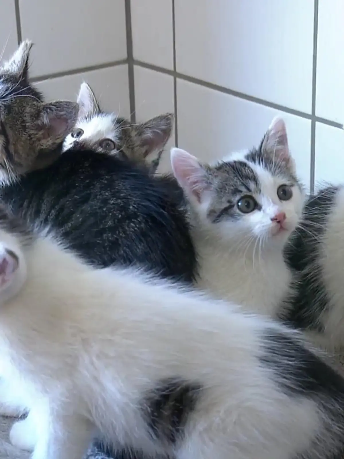Bild zu: "Polizei rettet fünf Katzenbabys"