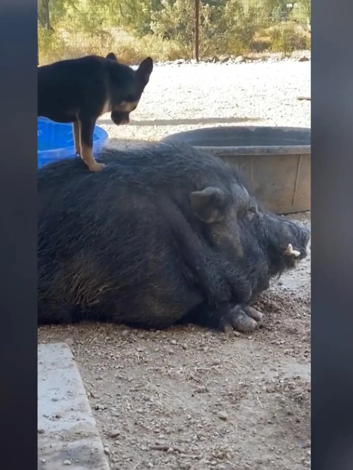 Diesenbeiden wurden durch ein gemeinsames Schicksal zu besten Freunden. Beide verloren ihre Besitzer und fanden sich in einem Tierheim in Arizona. Als die Tierpfleger sahen, dass der Hund auf dem Schwein reitet, dachten sie sofort an den Film "Der König der Löwen". Ab da wurden die beiden die echten Timon und Pumbaa genannt.