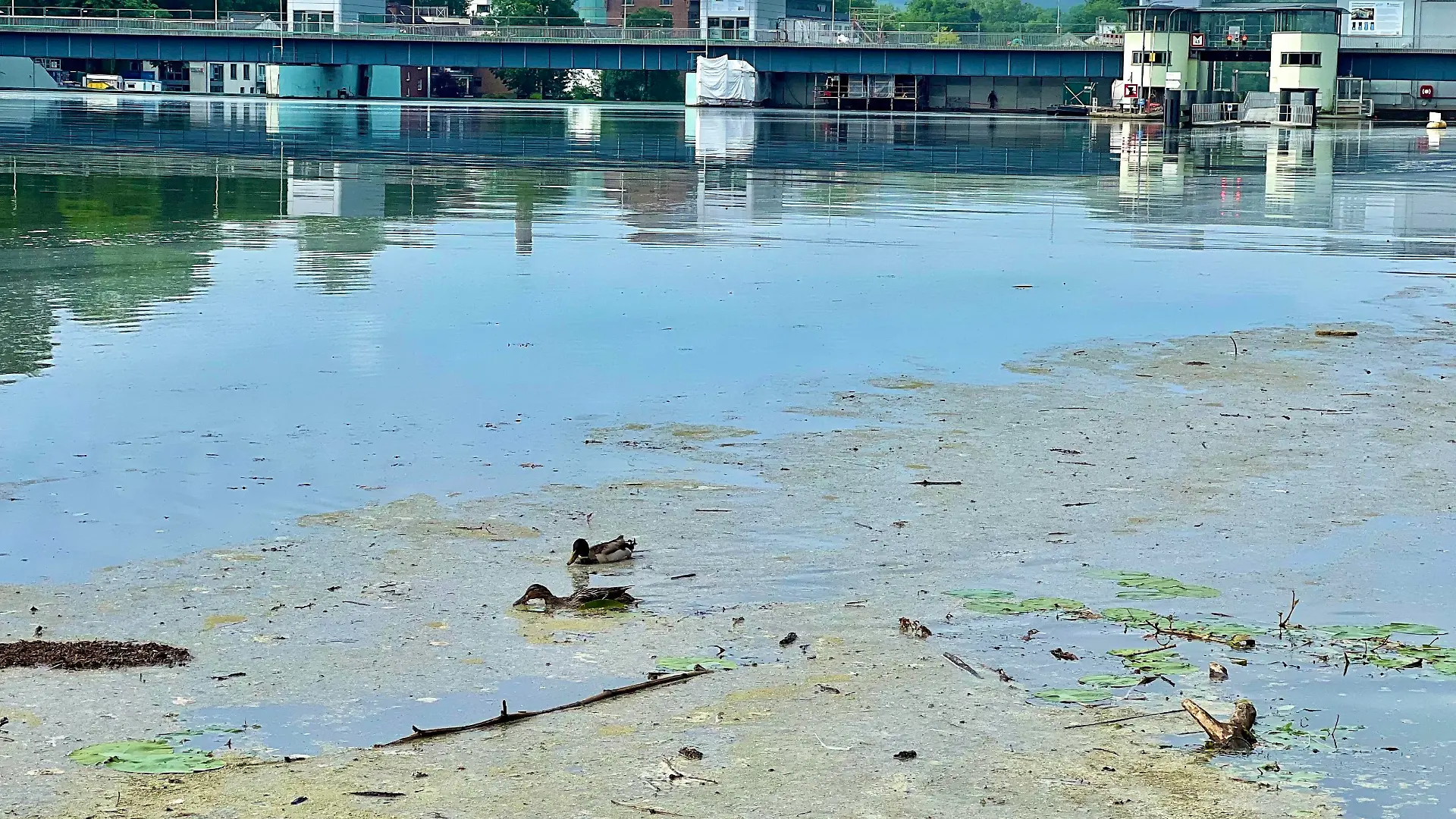 17.05.2022 Essen, Nordrhein-Westfalen, Deutschland, Europa Der Essener Baldeneysee gehört zu den beliebten Naherholung- und Ausflugszielen im Ruhrgebiet und hat aktuell wieder mit Grüne Algen Teppiche zu kämpfen. Das übermäßige Wachstum der Elodea, einer Wasserpest Art, gilt als Ursache für das unerwartete Grün auf dem Wasser. Das gute Wetter im Mai soll das Algen Wachstum begünstigt haben, weiß man beim Ruhrverband, dem Essener Wasserwirtschaftsunternehmen. Probleme für Wassersportler. Denn für den Wassersport auf dem Baldeneysee sind diese Pflanzen ein echtes Problem. Betroffen sind nahezu alle Wassersportler am Baldeneysee: Kanuten, Ruderer, Segler. Einmal hineingeraten, verfangen sich die Bootsteile. Ohne fremde Hilfe wird 