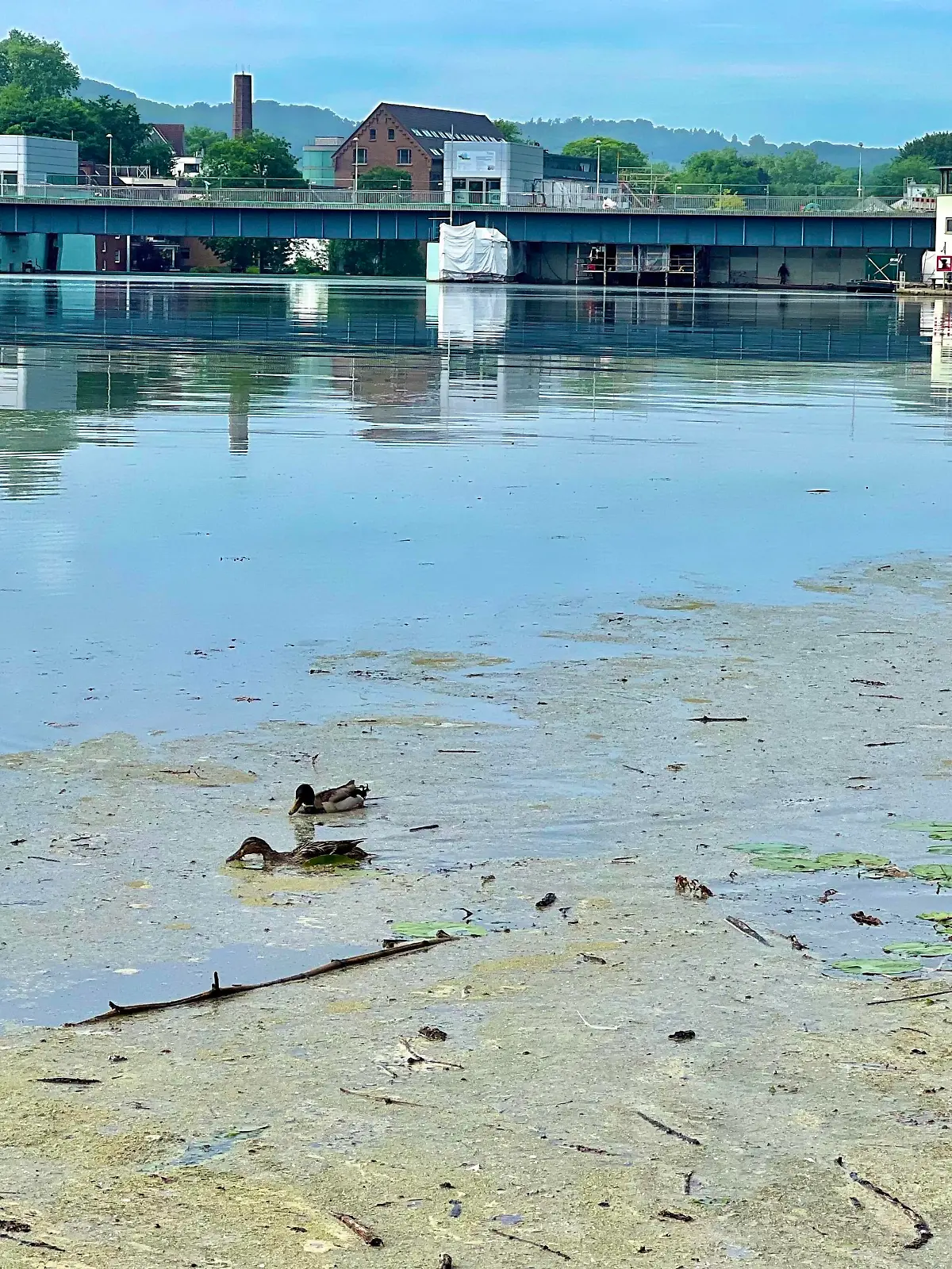 17.05.2022 Essen, Nordrhein-Westfalen, Deutschland, Europa Der Essener Baldeneysee gehört zu den beliebten Naherholung- und Ausflugszielen im Ruhrgebiet und hat aktuell wieder mit Grüne Algen Teppiche zu kämpfen. Das übermäßige Wachstum der Elodea, einer Wasserpest Art, gilt als Ursache für das unerwartete Grün auf dem Wasser. Das gute Wetter im Mai soll das Algen Wachstum begünstigt haben, weiß man beim Ruhrverband, dem Essener Wasserwirtschaftsunternehmen. Probleme für Wassersportler. Denn für den Wassersport auf dem Baldeneysee sind diese Pflanzen ein echtes Problem. Betroffen sind nahezu alle Wassersportler am Baldeneysee: Kanuten, Ruderer, Segler. Einmal hineingeraten, verfangen sich die Bootsteile. Ohne fremde Hilfe wird 
