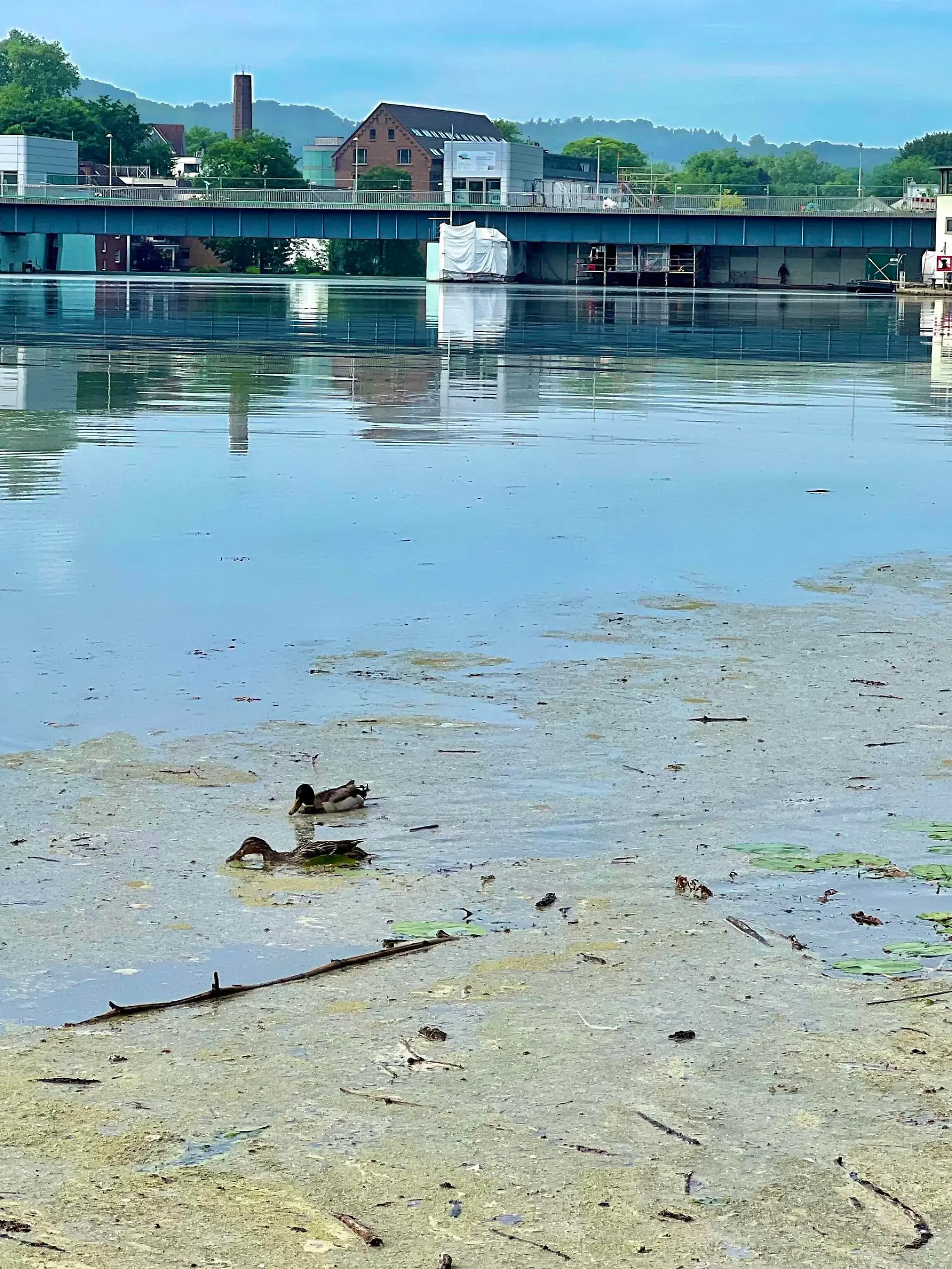 17.05.2022 Essen, Nordrhein-Westfalen, Deutschland, Europa Der Essener Baldeneysee gehört zu den beliebten Naherholung- und Ausflugszielen im Ruhrgebiet und hat aktuell wieder mit Grüne Algen Teppiche zu kämpfen. Das übermäßige Wachstum der Elodea, einer Wasserpest Art, gilt als Ursache für das unerwartete Grün auf dem Wasser. Das gute Wetter im Mai soll das Algen Wachstum begünstigt haben, weiß man beim Ruhrverband, dem Essener Wasserwirtschaftsunternehmen. Probleme für Wassersportler. Denn für den Wassersport auf dem Baldeneysee sind diese Pflanzen ein echtes Problem. Betroffen sind nahezu alle Wassersportler am Baldeneysee: Kanuten, Ruderer, Segler. Einmal hineingeraten, verfangen sich die Bootsteile. Ohne fremde Hilfe wird 