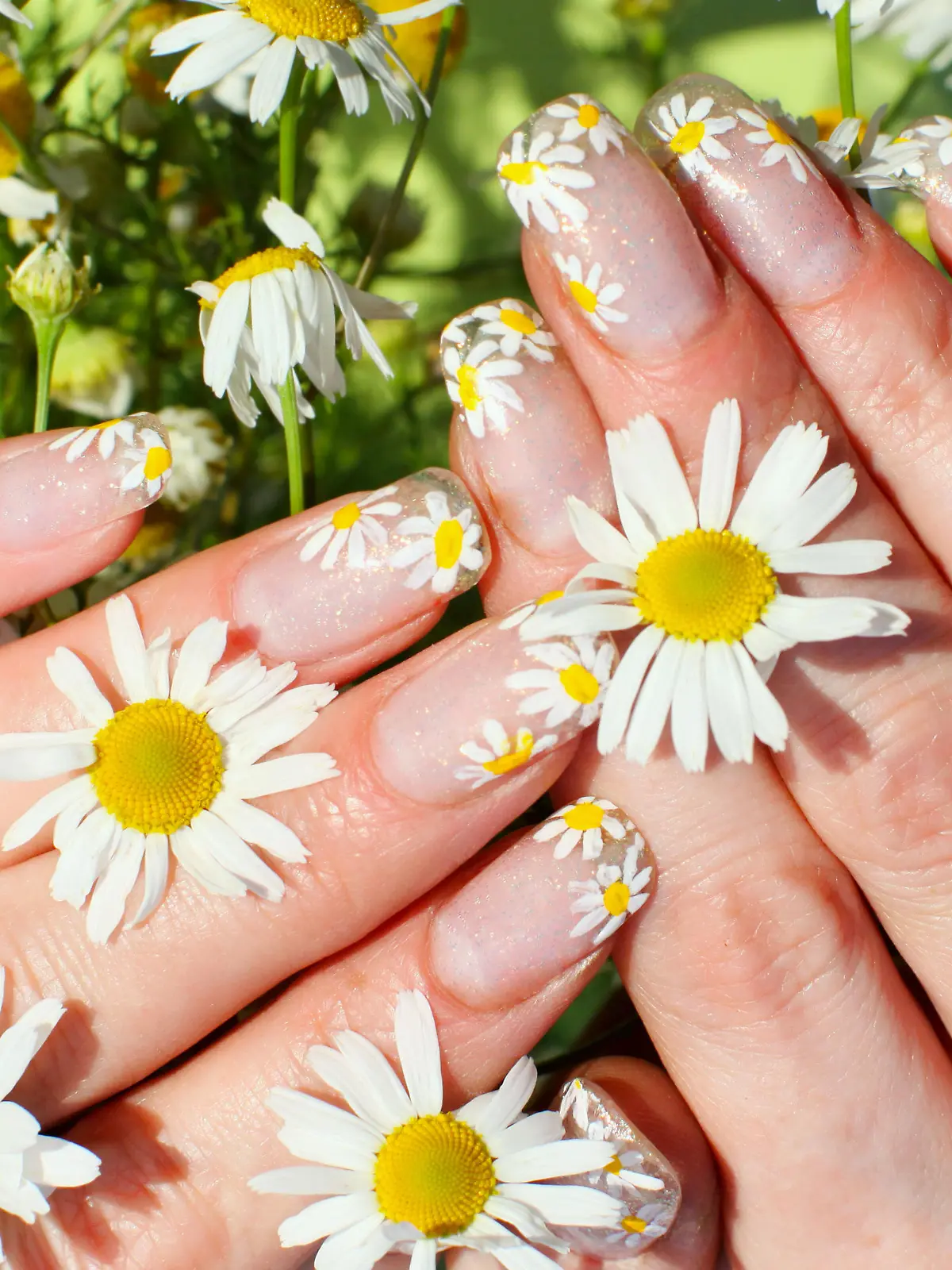 Beautiful nail design. Woman hands with camomile flowers