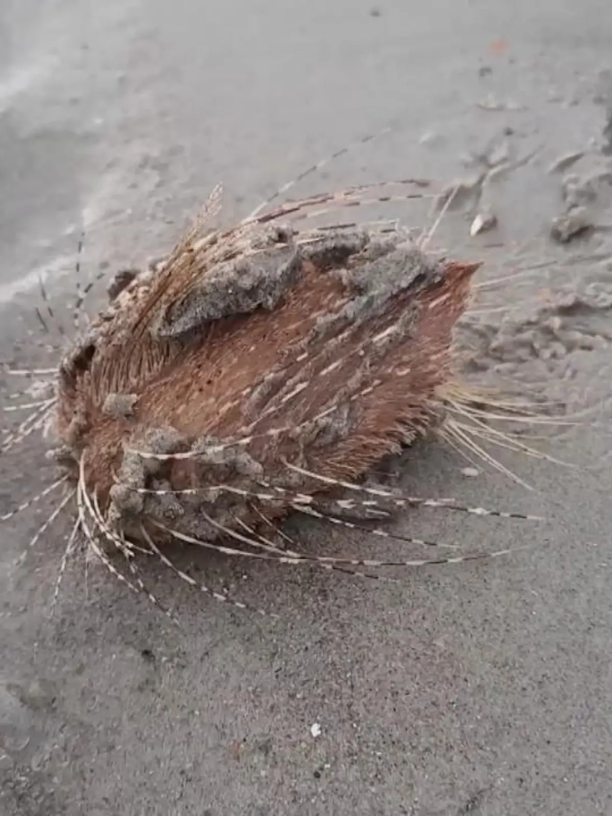 Langsam robbt sich an einem Strand in Thailand eine merkwürdige Kreatur in Richtung Wasser. Das Tier hat Stacheln, ist etwa so groß wie eine Kartoffel und kommt scheinbar aus dem Meer. Um was es sich bei dem spektakulären Fisch handelt, erfahren Sie im Video.