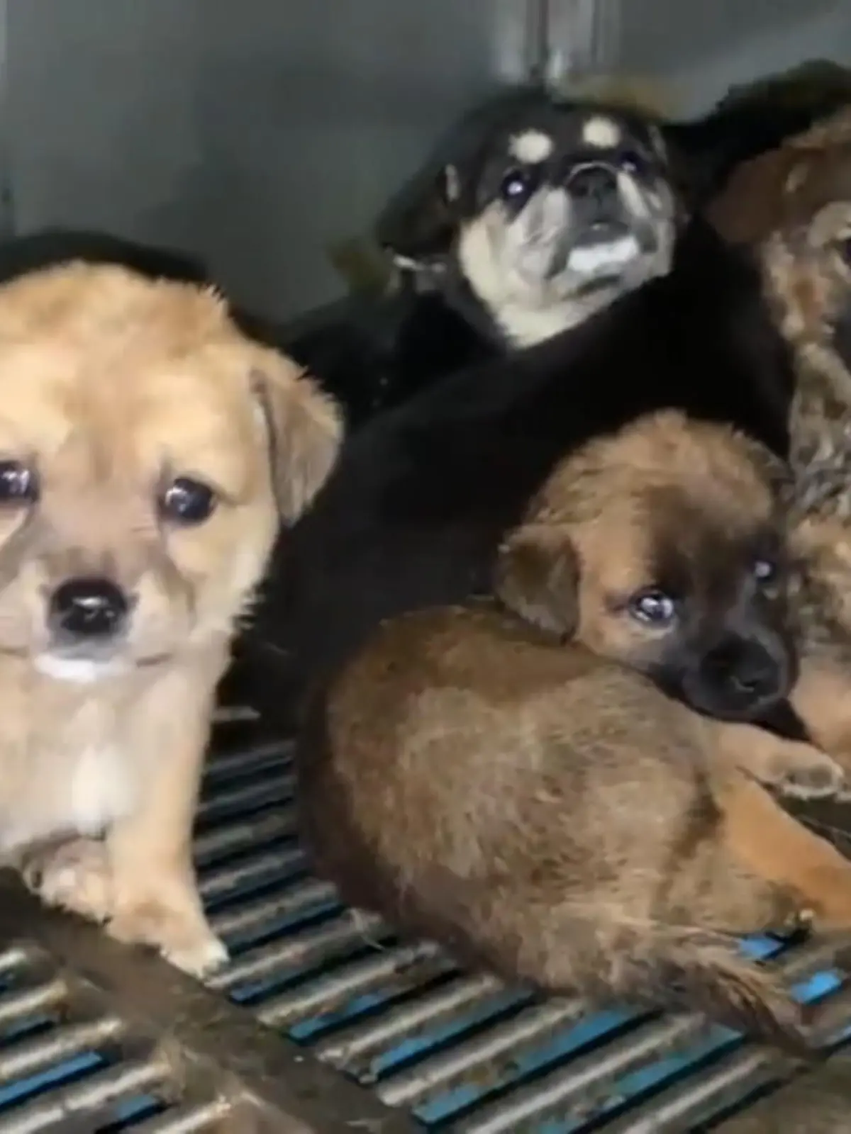 Mutige Tierschützer haben in China einen Transporter abgefangen: Darin winselten dutzende Hunde bereits um ihr Leben. Der Lkw war mutmaßlich auf dem Weg zum Yulin-Festival, einer Veranstaltung in Südchina, bei der Hundefleisch als Delikatesse angeboten wird. Mehr dazu zeigen wir im Video.