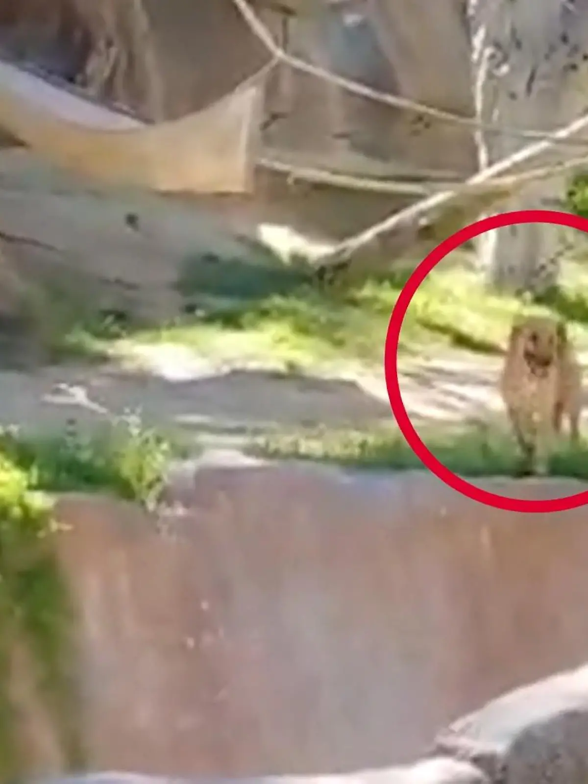 Schockierende Bilder aus den USA: Im Zoo in San Diego verirrt sich ein Hund in das Gorilla-Gehege. Die großen Affen sind dafür bekannt, aggressiv zu werden, sobald sie sich bedroht fühlen. Eine kritische Situation für den Schäferhund. Wie die Geschichte ausgeht, zeigen wir im Video.