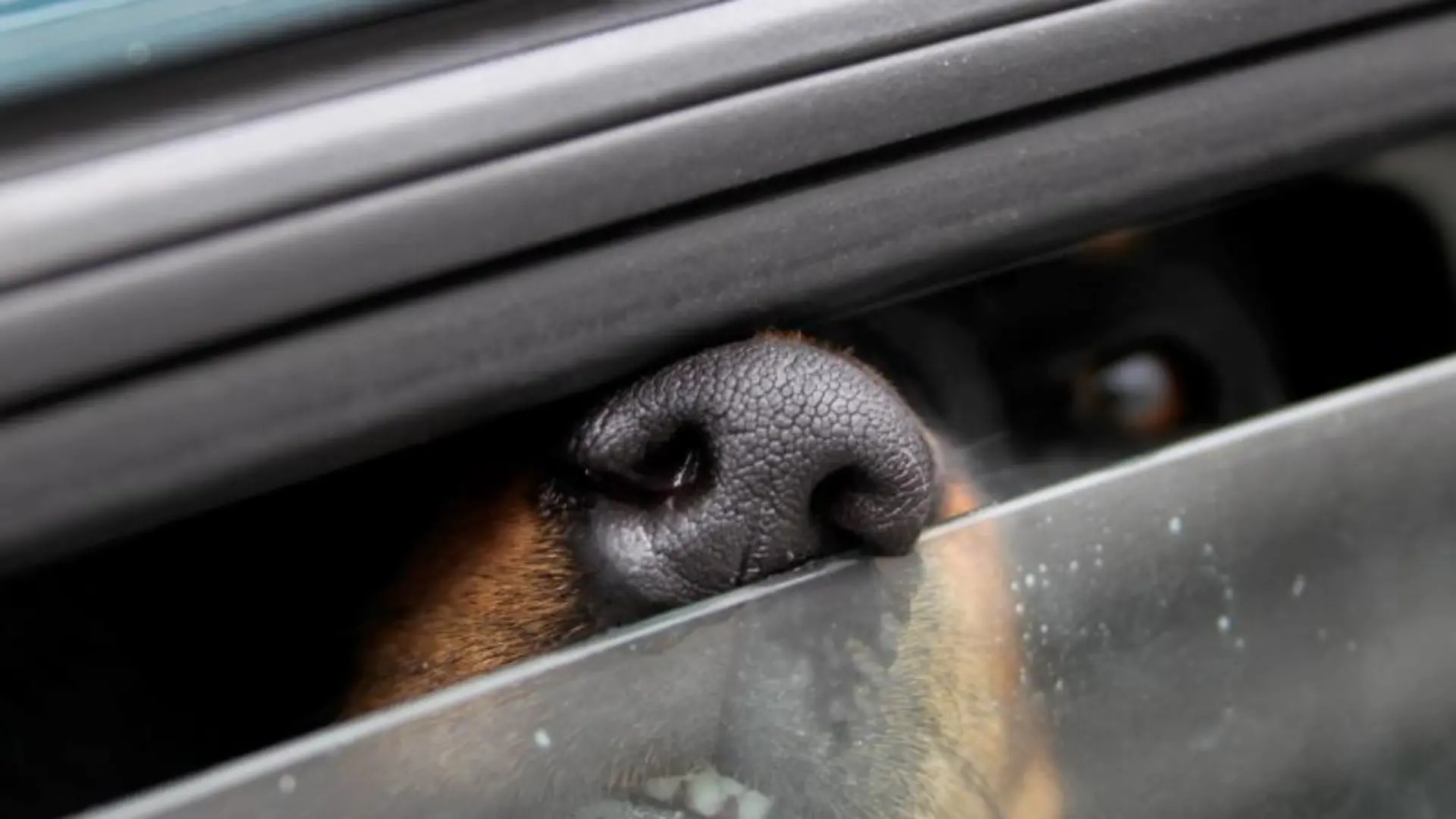 Hund im Auto