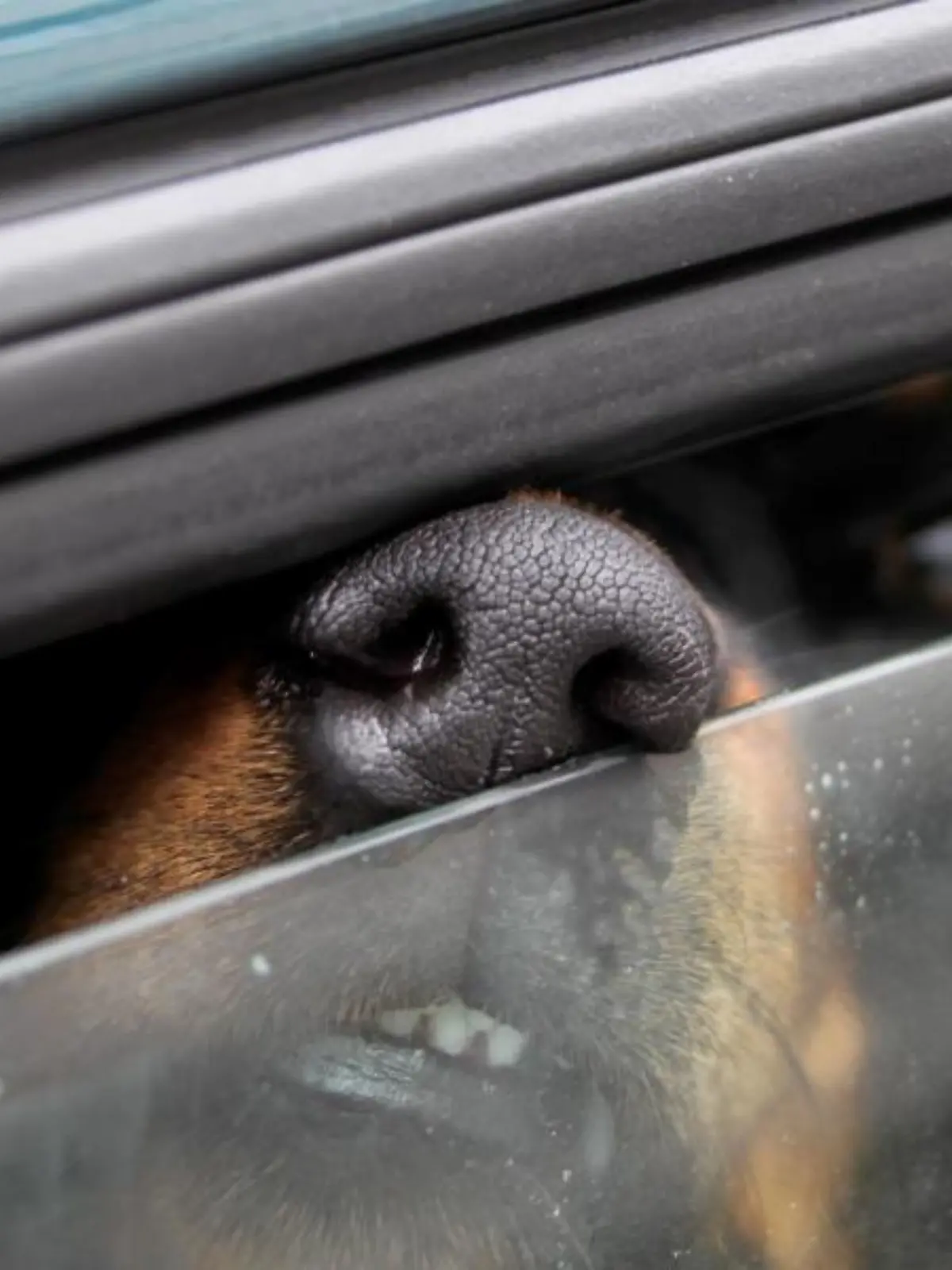 Hund im Auto