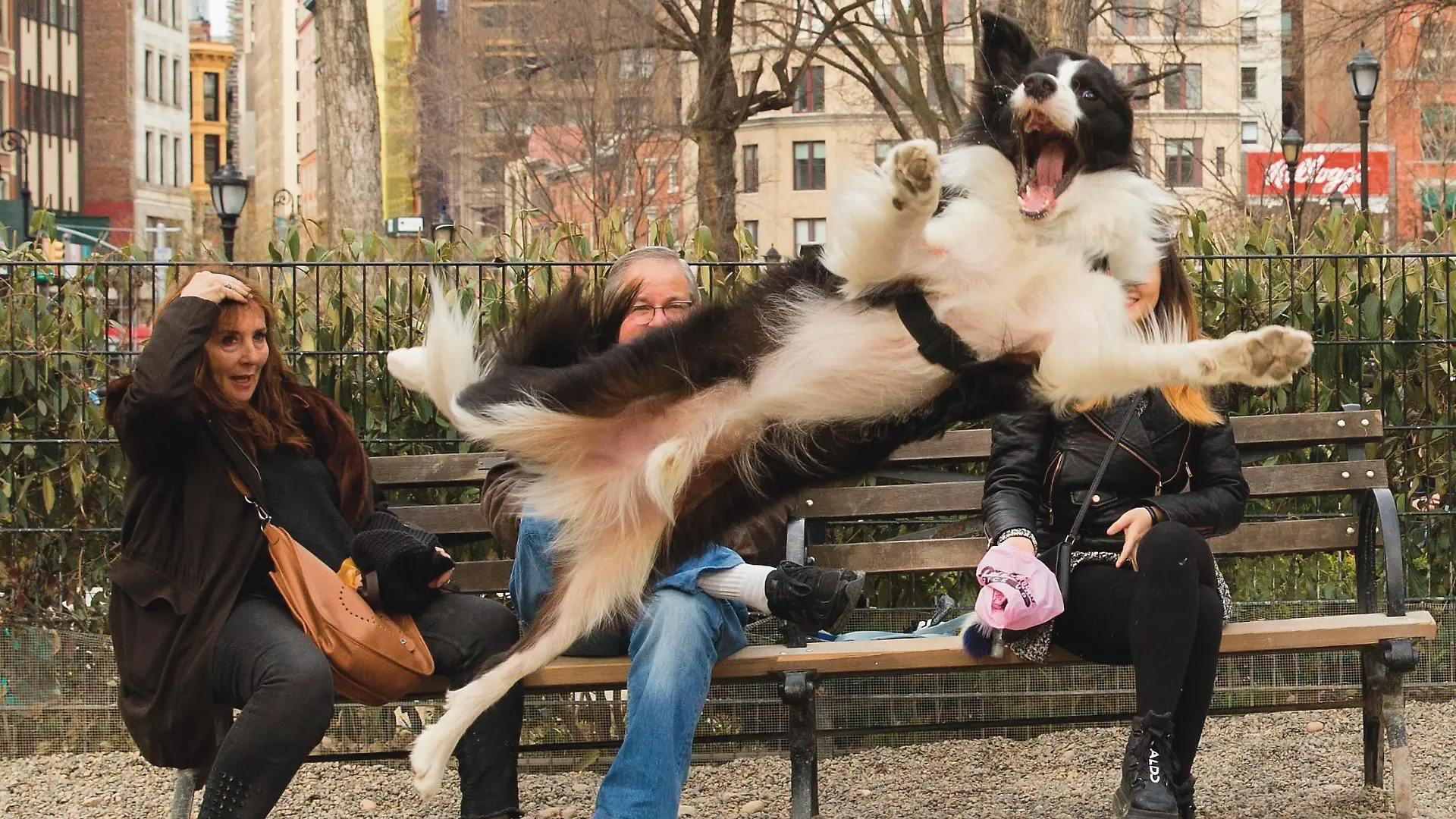 Hund springt vor Kameralinse.