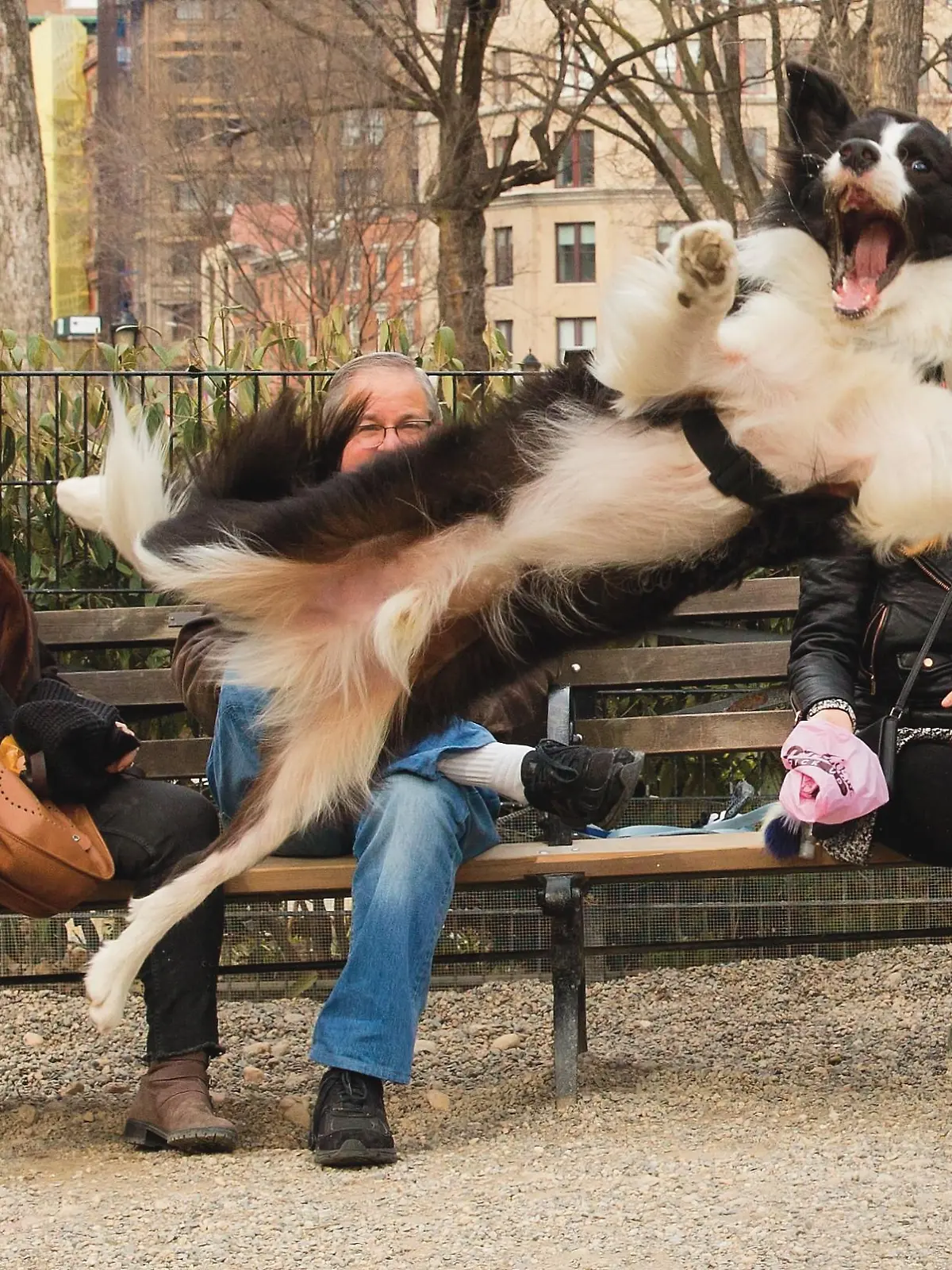 Hund springt vor Kameralinse.
