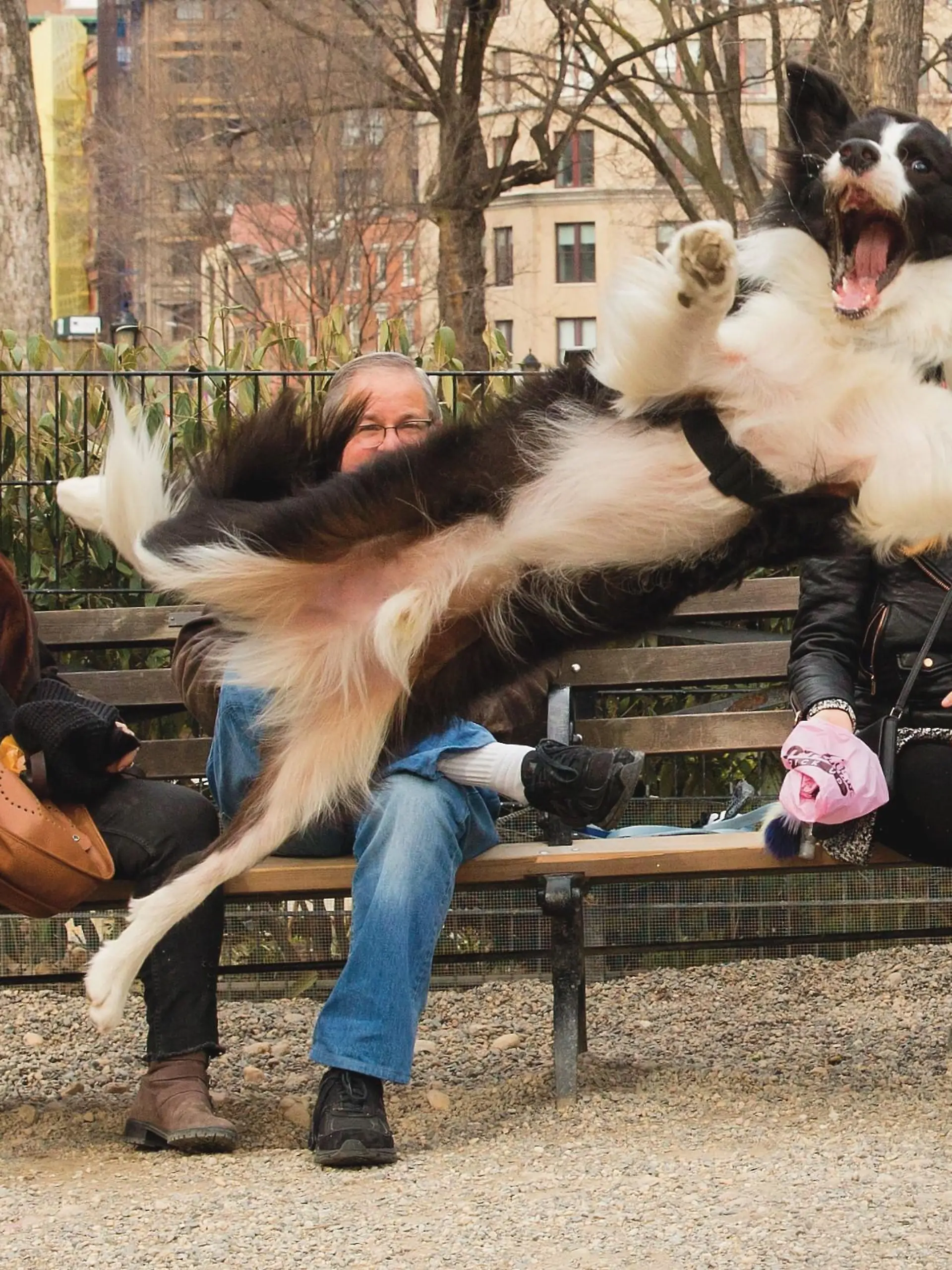 Hund springt vor Kameralinse.