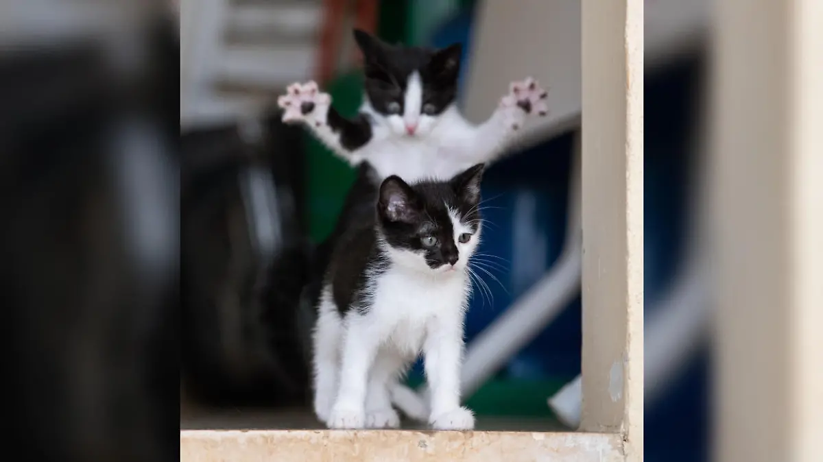 Kätzchen erschreckt anderes Kätzchen