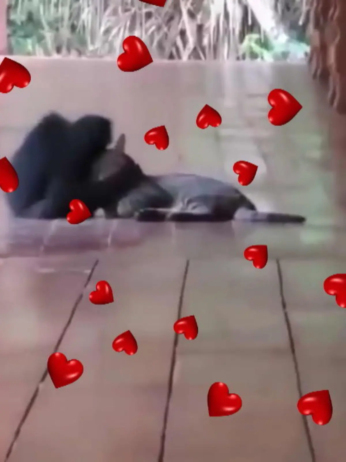 Wo die Liebe hinfällt...Dieses Video bringt viel Lieber ins Netz. Sehen Sie selbst.