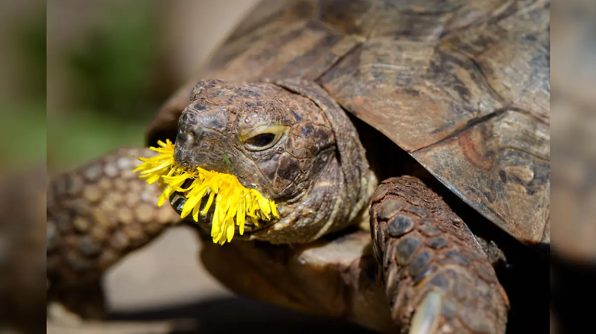 Schildkröte mampft Löwenzahn