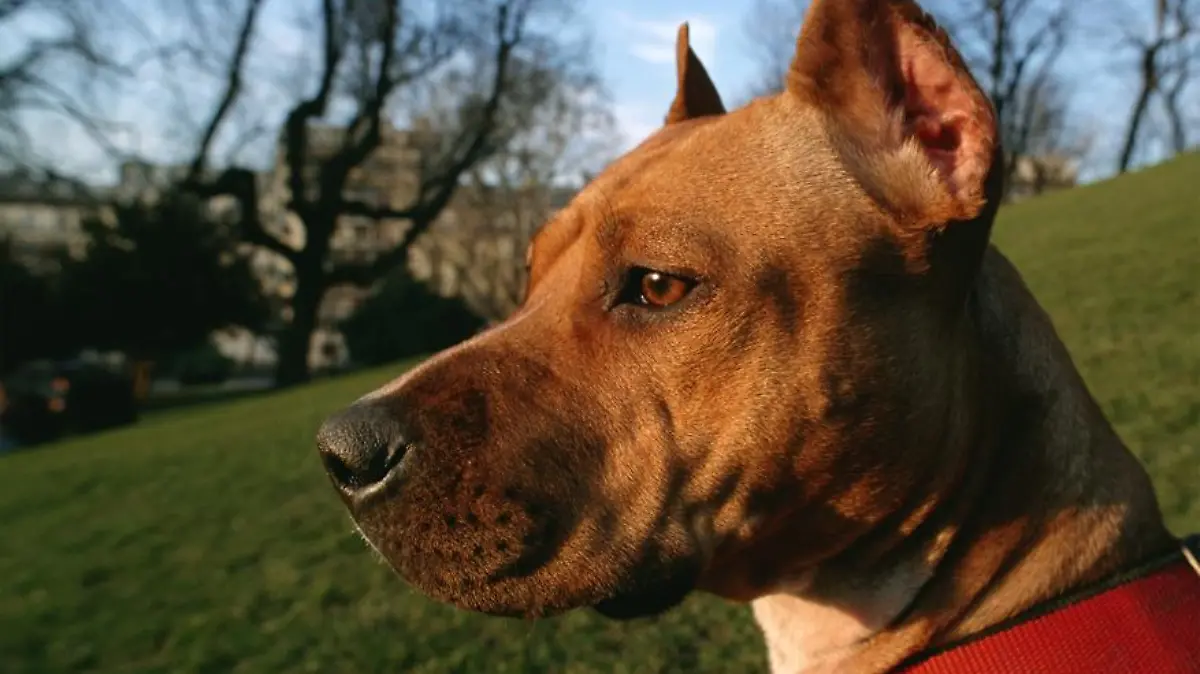 American Staffordshire Terrier mit kurzem, dichtem und glänzenden Haar - einfarbig. Fälschlicherweise werden sie als Pit Bull, Pit Dog, American Bull Terrier, Yankee Terrier oder Half-and Half bezeichnet.