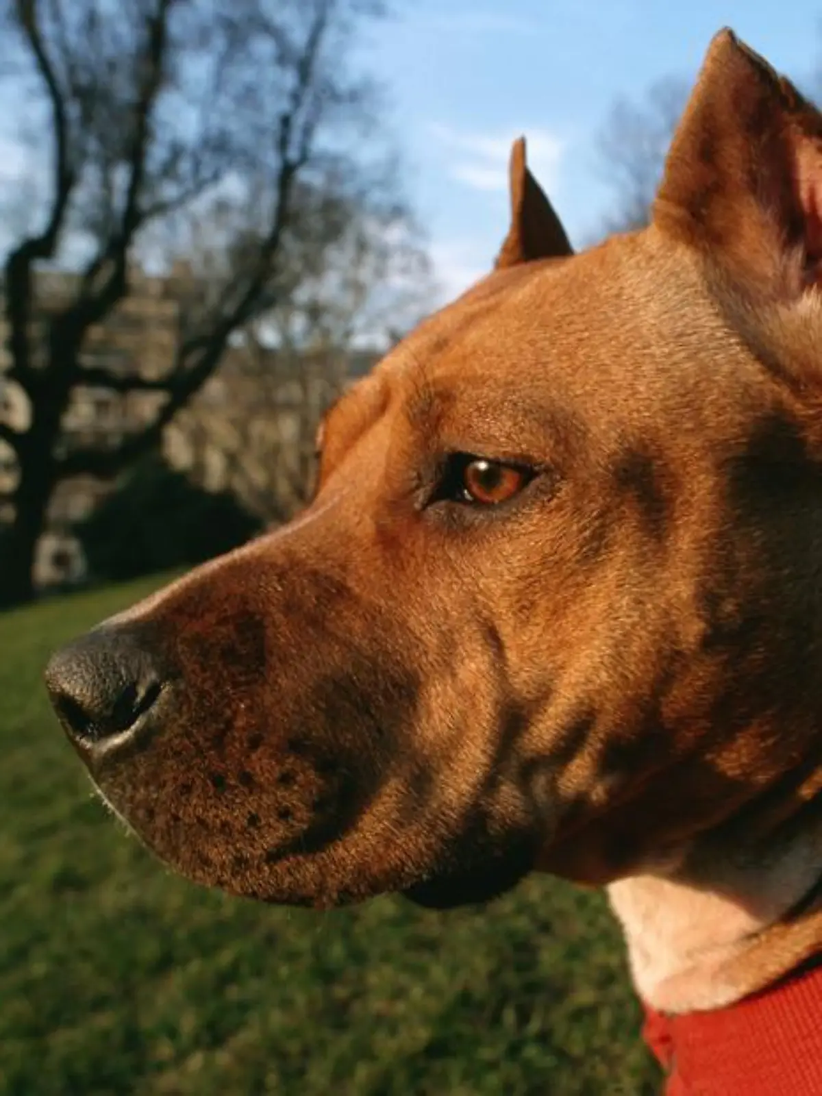 American Staffordshire Terrier mit kurzem, dichtem und glänzenden Haar - einfarbig. Fälschlicherweise werden sie als Pit Bull, Pit Dog, American Bull Terrier, Yankee Terrier oder Half-and Half bezeichnet.   