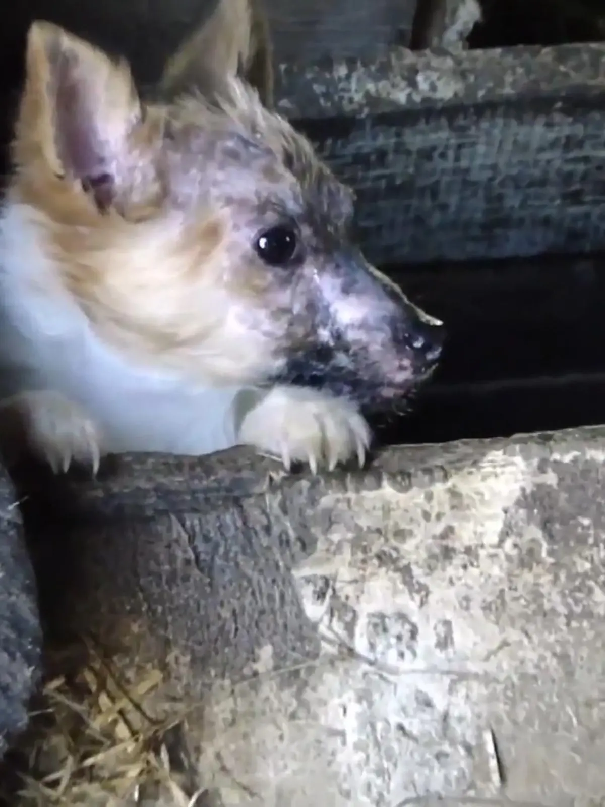 Mit Rasse-Hunden lässt sich leider viel Geld verdienen. Das nutzen immer wieder Menschen aus, die mit den süßen Welpen schnelles Geld verdienen wollen. Wie es den Tieren dabei geht, ist ihnen egal. Tierschützer zeigen jetzt erneut die perfide Masche mit dem Leid der Tiere und erklären, was wir alle dagegen machen können.