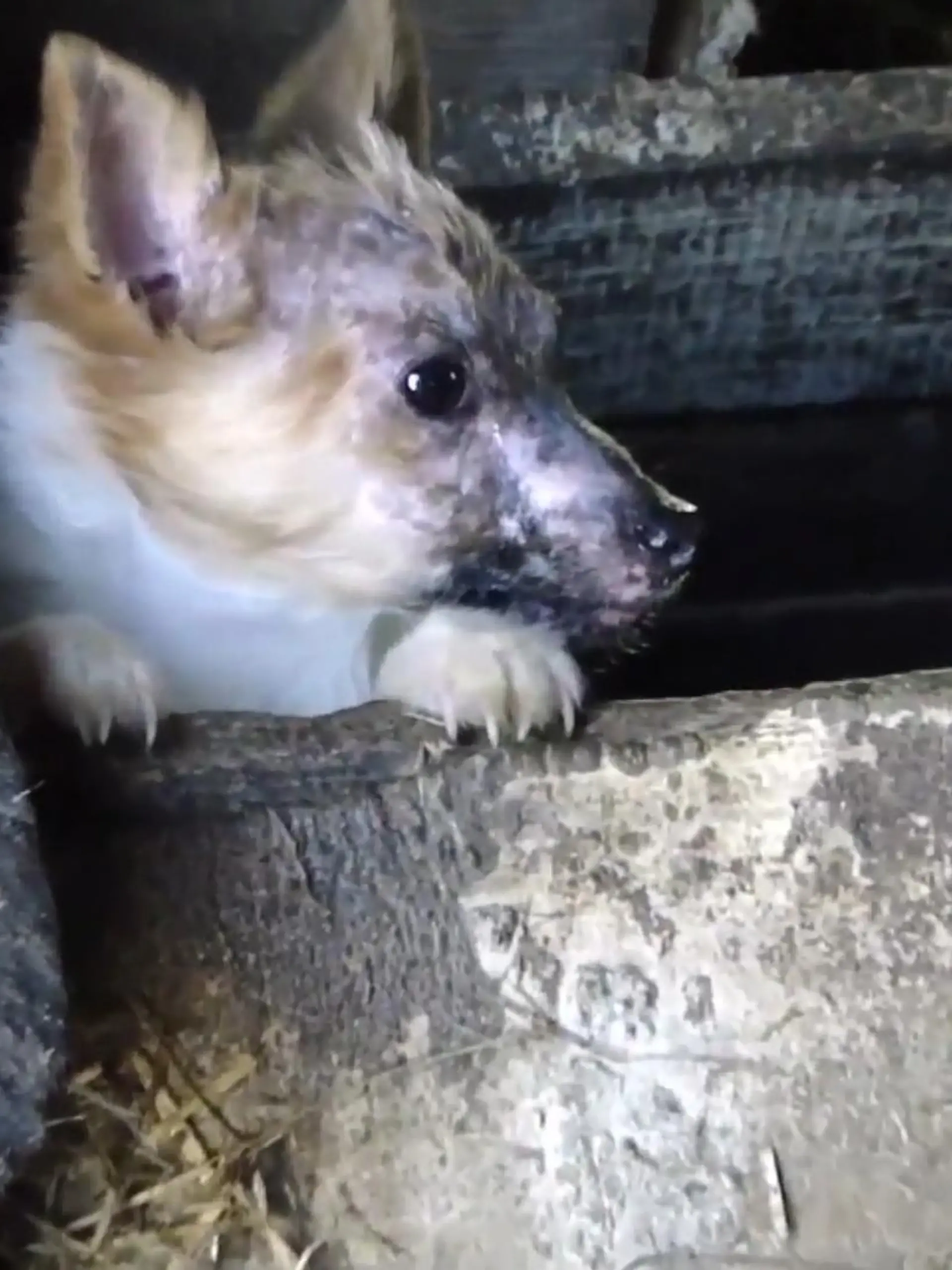 Mit Rasse-Hunden lässt sich leider viel Geld verdienen. Das nutzen immer wieder Menschen aus, die mit den süßen Welpen schnelles Geld verdienen wollen. Wie es den Tieren dabei geht, ist ihnen egal. Tierschützer zeigen jetzt erneut die perfide Masche mit dem Leid der Tiere und erklären, was wir alle dagegen machen können.