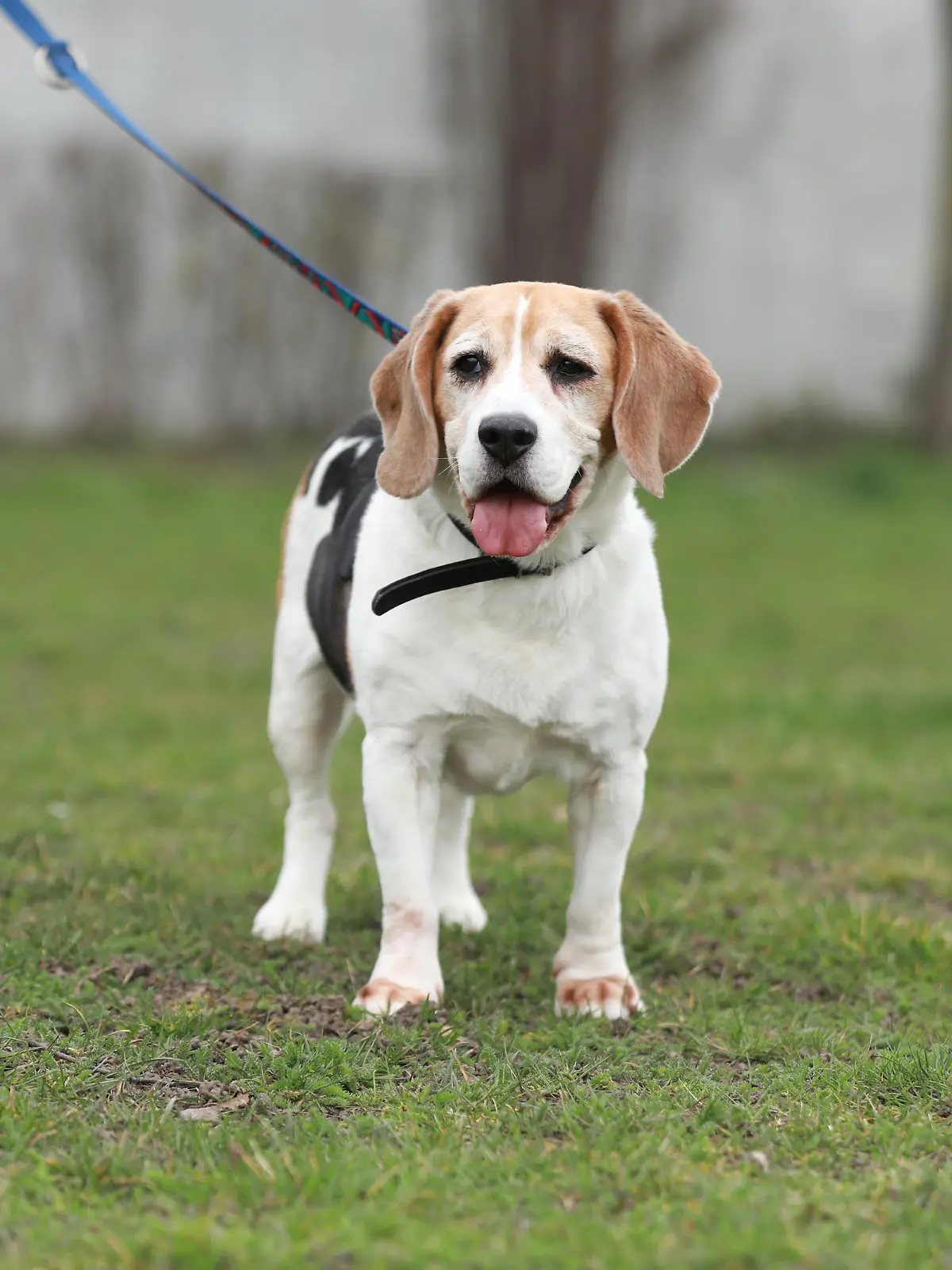 Beagle Marley sucht ein neues Zuahause