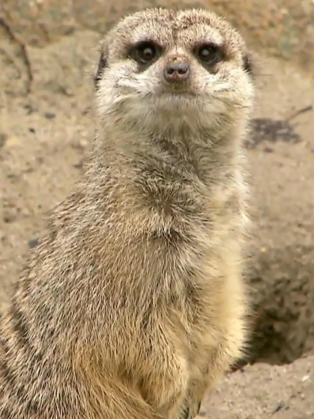 Happy End im Zoo Hoyerswerda für Erdmännchen-Königin Heidi! Anfang des Jahres war dort der Erdmännchen-Bau eingestürzt – und nur Heidi hatte überlebt. Und jetzt gibt es endlich gute Nachrichten: Heidi ist überraschend Mama geworden! Jetzt hat Heidi alle Hände voll zu tun, aber auch die zwei neuen Erdmännchen-Männchen aus Berlin kümmern sich. Den süßen Nachwuchs und wie es der Kolonie jetzt geht, zeigen Ihnen Titus Lang und Jenna von Thäne im Video.
