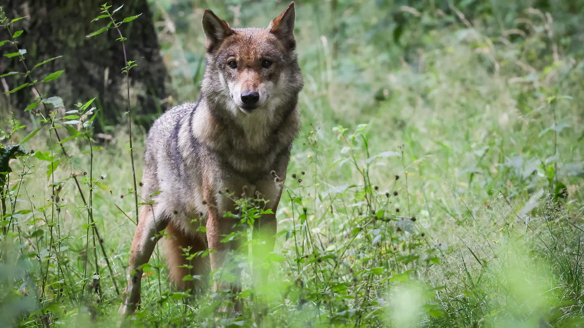 PRODUKTION - 12.07.2023, Schleswig-Holstein, Eekholt: Eine ausgewachsener weiblicher Wolf steht in seinem Gehege im Tierpark Eekholt. Zum Abschluss der Sitzungswoche berät der Schleswig-Holsteinische Landtag am 14. Juli über die Aufnahme des Wolfs in das Jagdrecht. Foto: Christian Charisius/dpa +++ dpa-Bildfunk +++