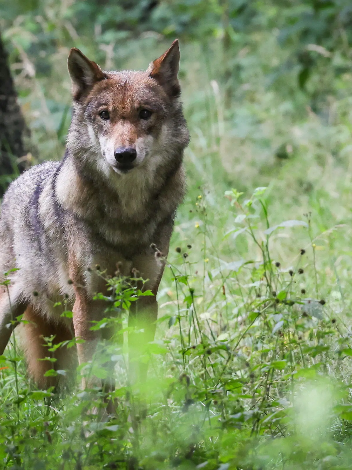 PRODUKTION - 12.07.2023, Schleswig-Holstein, Eekholt: Eine ausgewachsener weiblicher Wolf steht in seinem Gehege im Tierpark Eekholt. Zum Abschluss der Sitzungswoche berät der Schleswig-Holsteinische Landtag am 14. Juli über die Aufnahme des Wolfs in das Jagdrecht. Foto: Christian Charisius/dpa +++ dpa-Bildfunk +++