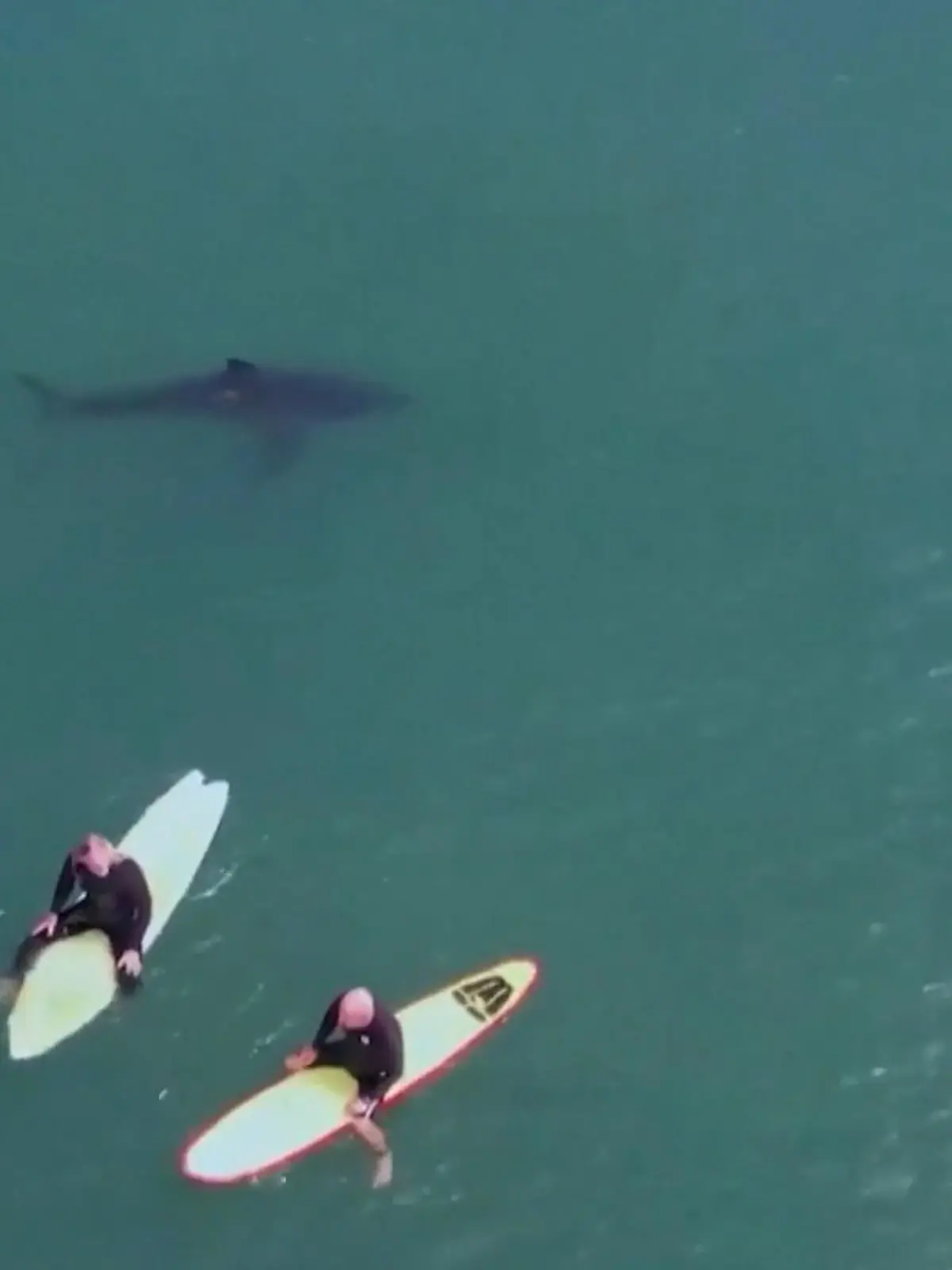 Diese kalifornischen Surfer am San Onofre Beach, südlich von Los Angeles, bringt wohl so schnell nichts aus der Ruhe. Als sich ihnen plötzlich ein Weißer Hai nähert, sitzen sie gelassen auf ihren Brettern. Aber auch der Hai scheint keinerlei Anzeichen zu geben, die Wassersportler in ihrer Leidenschaft zu unterbrechen.