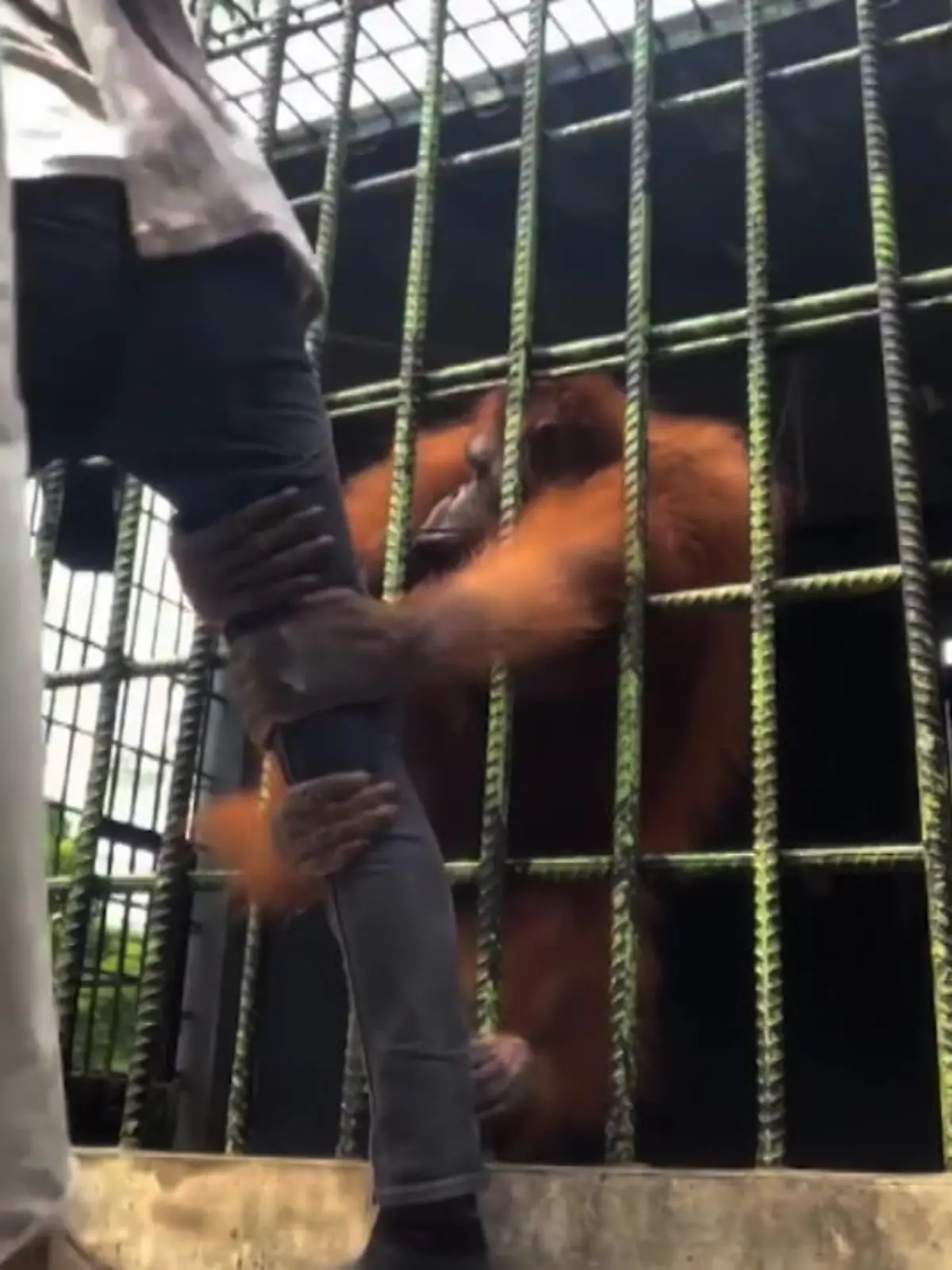 Ein Video aus einem Zoo in Indonesien geht derzeit in den sozialen Netzwerken viral. Ein Mann wollte ein Video von sich und einem Orang-Utan machen und näherte sich unerlaubt dem Käfig des Tieres. Plötzlich packt der Affe zu und erteilt dem 19-Jährigen eine harte Lektion.