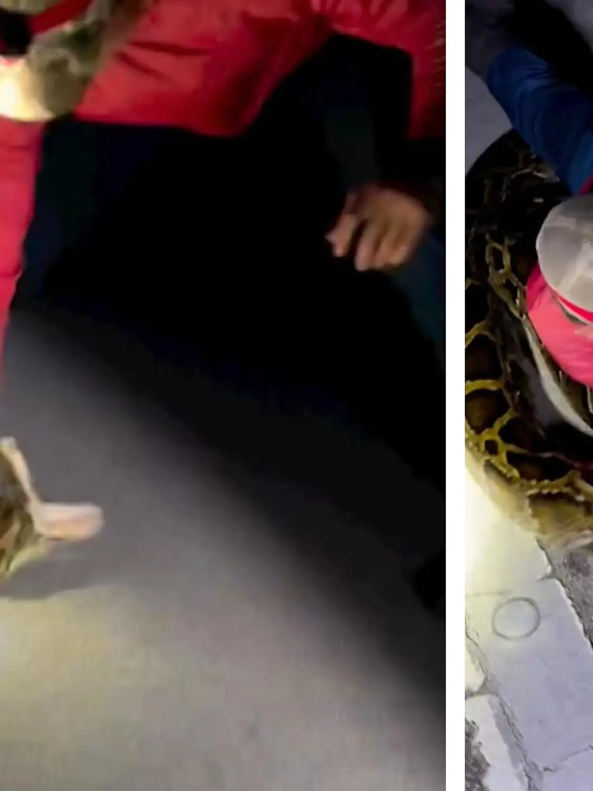 Pfeilschnell zuckt seine Hand nach unten und erwischt die Python hinter dem Kopf! In Südflorida hat ein 22-jähriger Schlangenfänger ein riesiges Reptil bezwungen. Und nicht nur das! Das Tier ist die größte burmesische Python, der je registriert wurde - Weltrekord! Wir zeigen den unglaublichen Kampf der beiden Kontrahenten im Video.