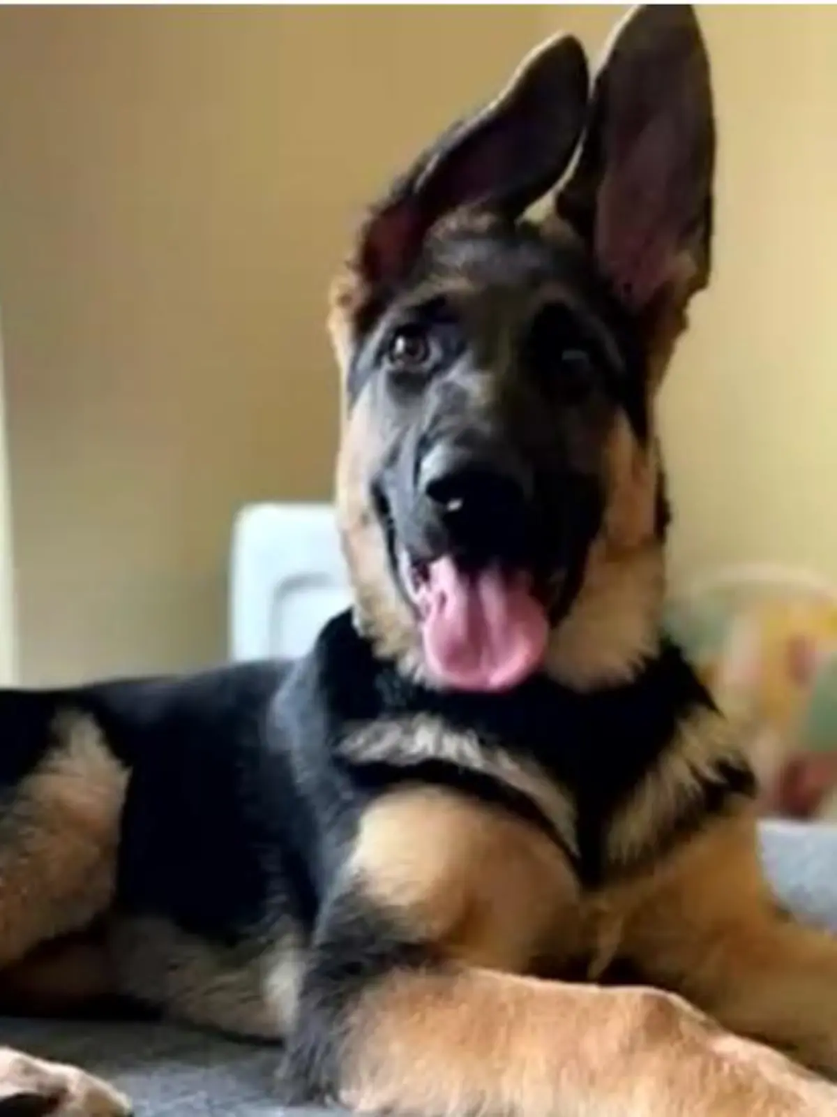 Welpe Jaxx