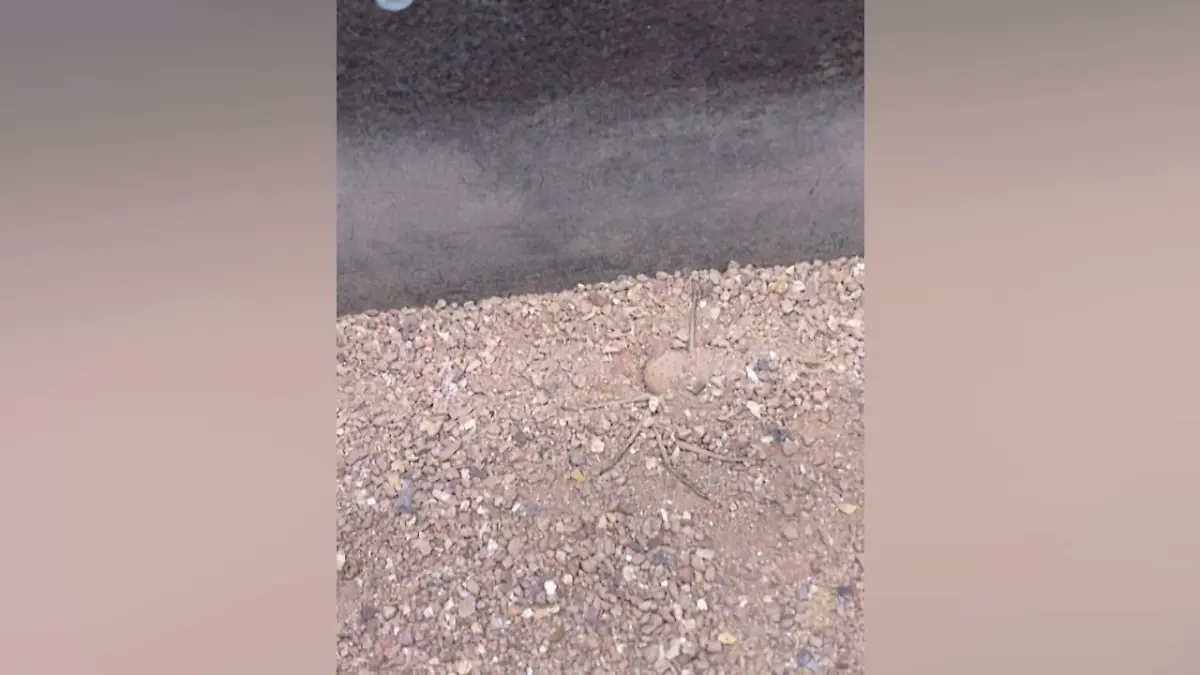 Suchbild: Welches gefährliche Tier versteckt sich hier? Augen auf!