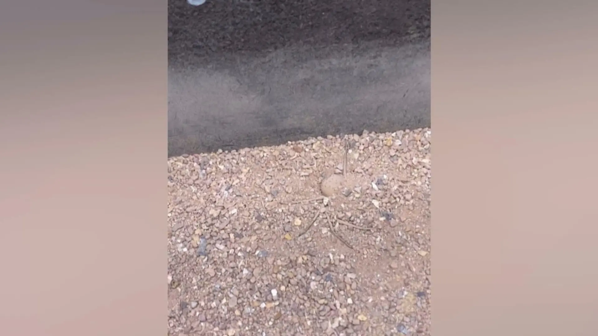 Suchbild: Welches gefährliche Tier versteckt sich hier? Augen auf!