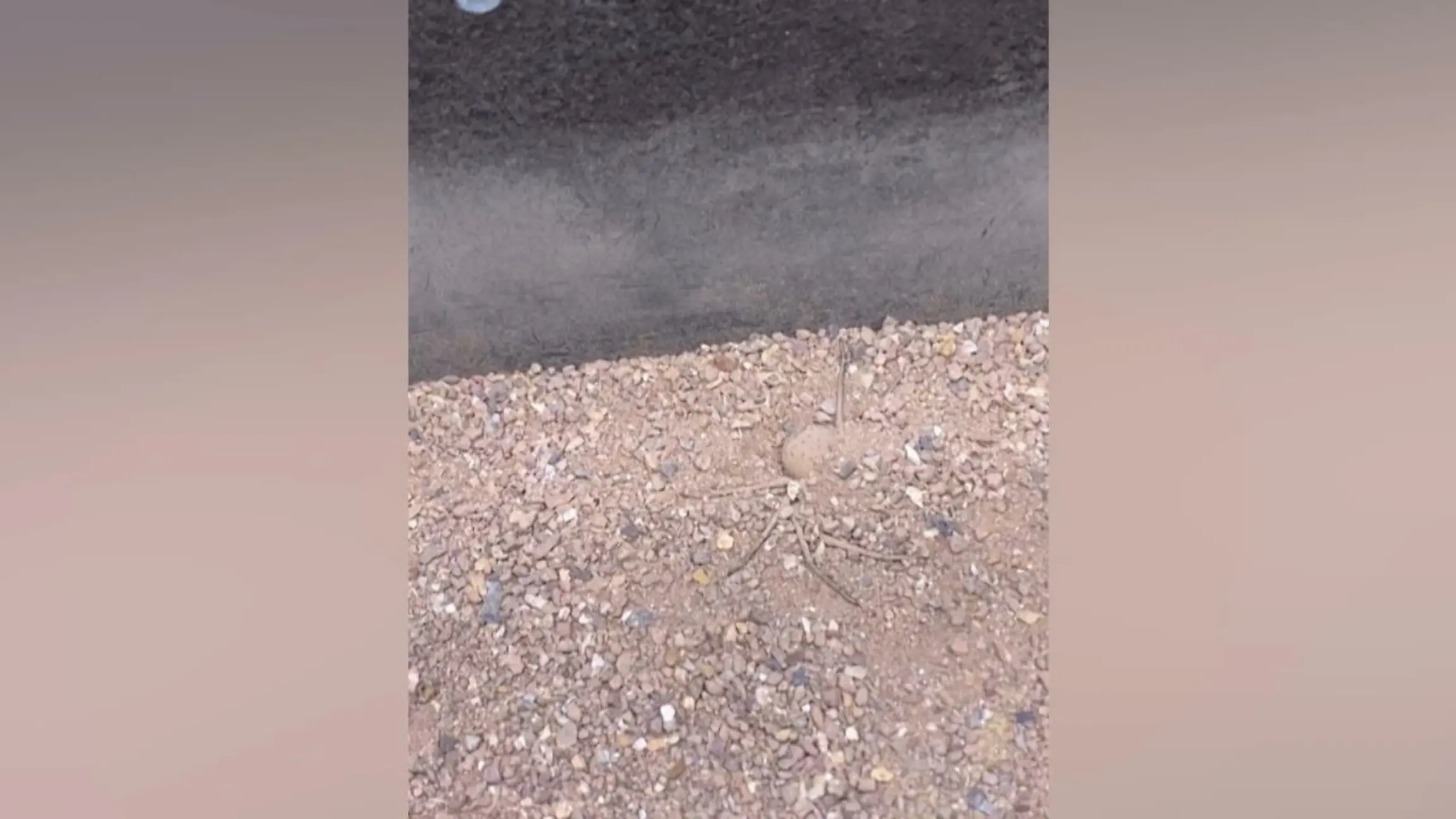 Suchbild: Welches gefährliche Tier versteckt sich hier? Augen auf!