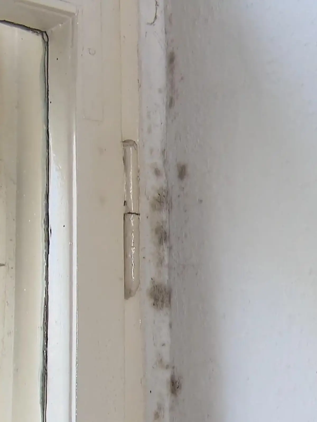Bild zu: "Schimmel an der Wand: Dieses Mittel hilft am besten"