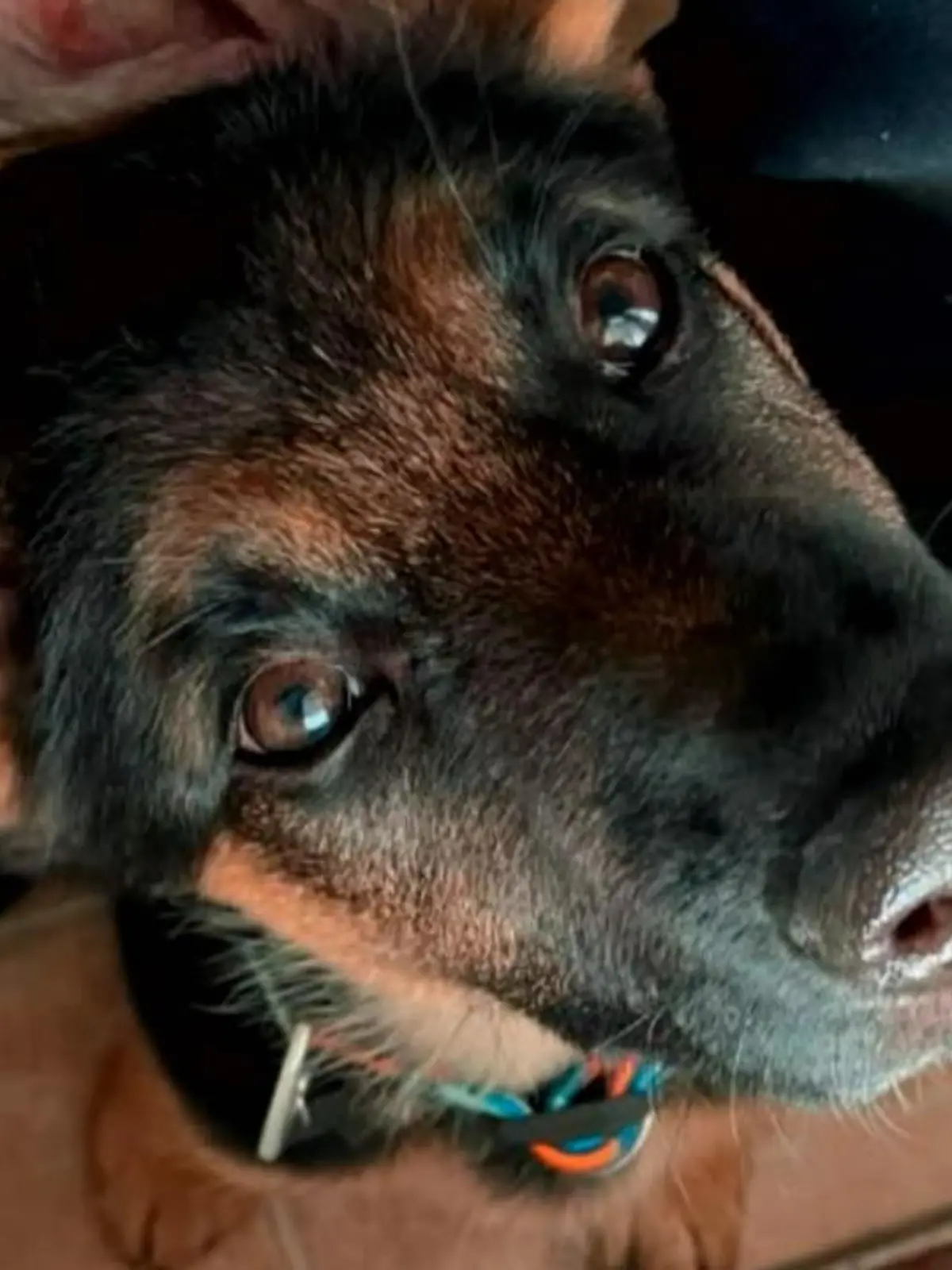 Jeder Hundebesitzer kennt’s – dem Tier geht’s nicht gut und es folgt der Gang zum Tierarzt. Das kann auch schon mal richtig teuer werden, wie auch im Fall des vier Monate alten Schäferhundes Jaxx. Doch als sein Frauchen die Kosten für die Not-OP nicht zahlen kann, wird der Albtraum eines jeden Hundebesitzers wahr. Was daraufhin passiert, sehen Sie hier.