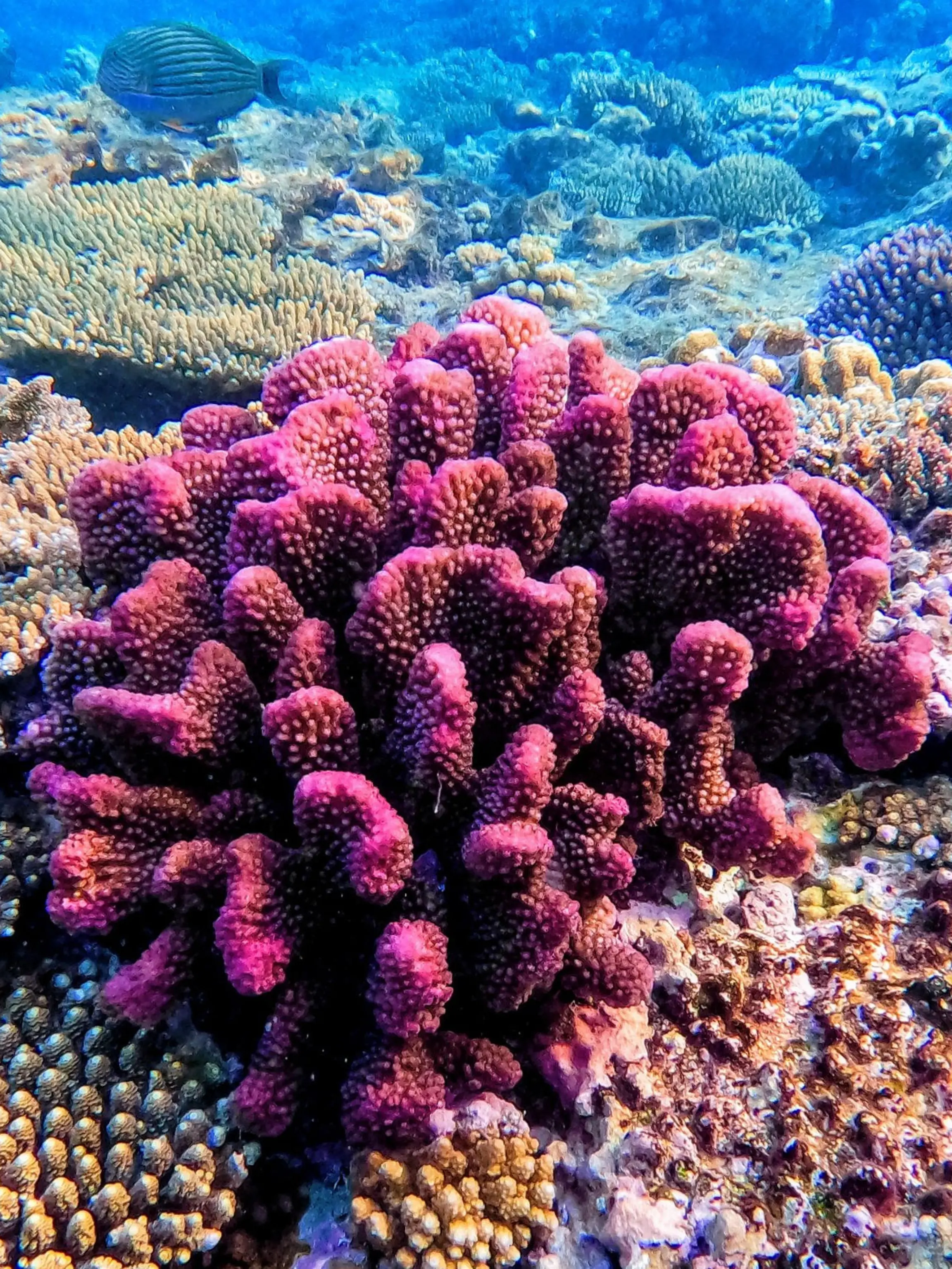 Sie sind unendlich weit, bedecken 70 Prozent unserer Erdoberfläche und sind enorm wichtig für unser aller Leben. Und trotzdem machen wir es den Ozeanen schwer. Ob durch das Vorantreiben des Klimawandels, durch Müll oder Überfischung. Gleichzeitig laufen auf der ganzen Welt Forschungsprojekte an, die das Meer von schützen sollen.