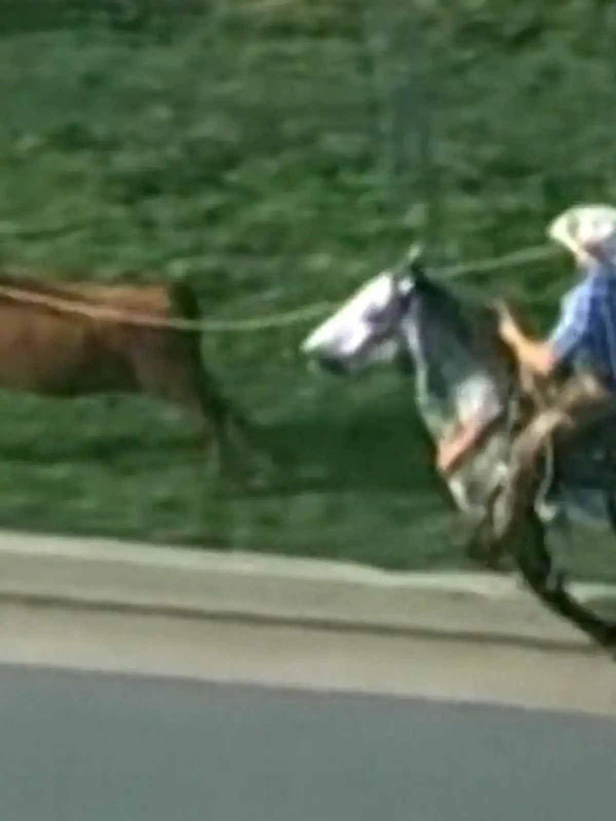 Cowboy-Action mitten im morgendlichen Berufsverkehr: In Oklahoma City hatte sich eine Kuh selbstständig gemacht und war auf einen Highway gelaufen. Also rief die Polizei Blake Igert zu Hilfe. Der Viehhändler schwang sich in den Sattel und machte sich auf die Verfolgungsjagd. Kurz vor einer Kreuzung konnte er die Kuh mit einem gekonnten Lasso-Schwung einfangen und stoppen. Eine ziemlich aufregende Aktion, selbst für den Cowboy-Staat Oklahoma.