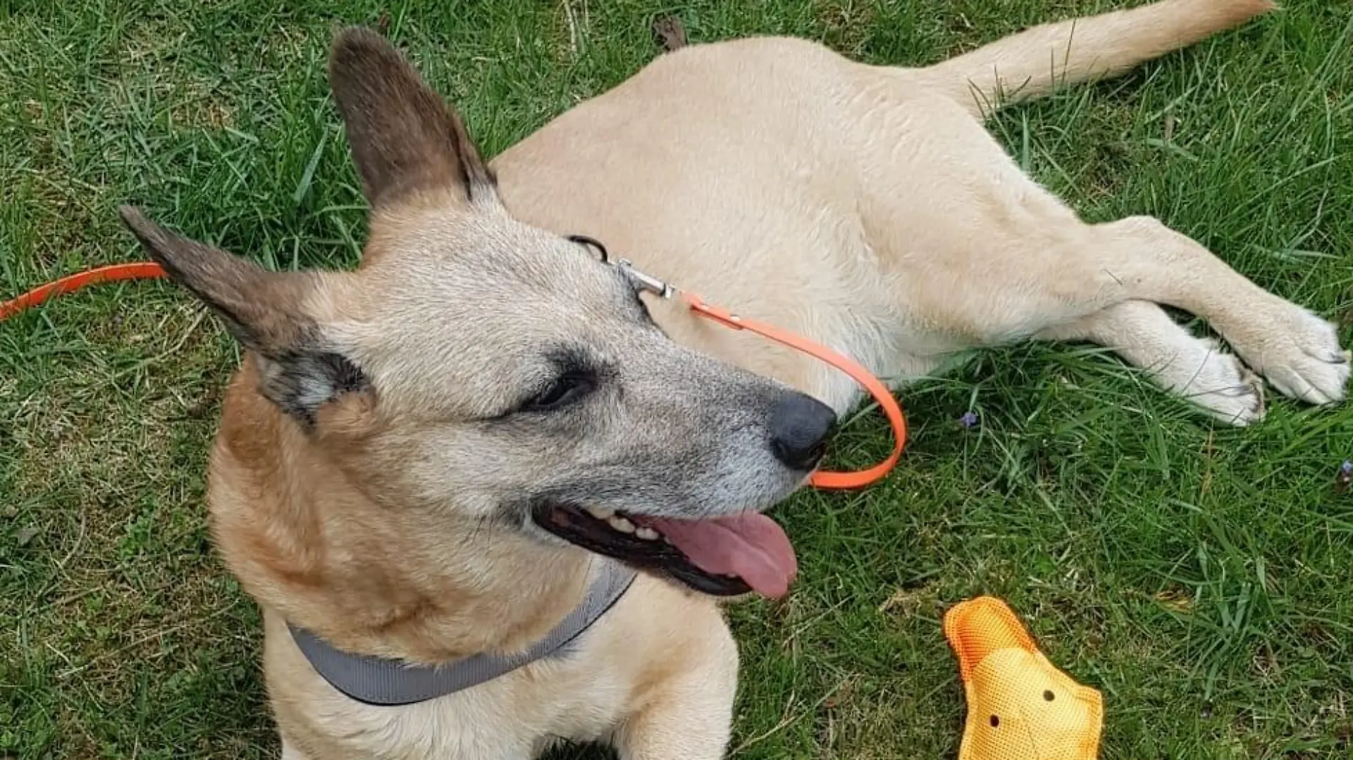 Belgischer Schäferhund-Mischling