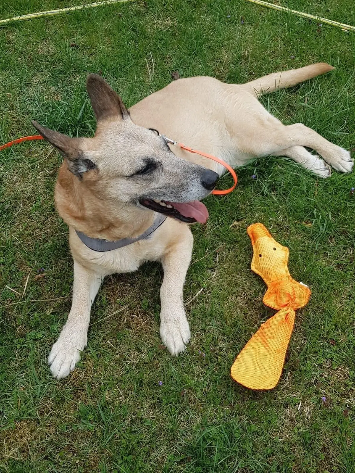 Belgischer Schäferhund-Mischling